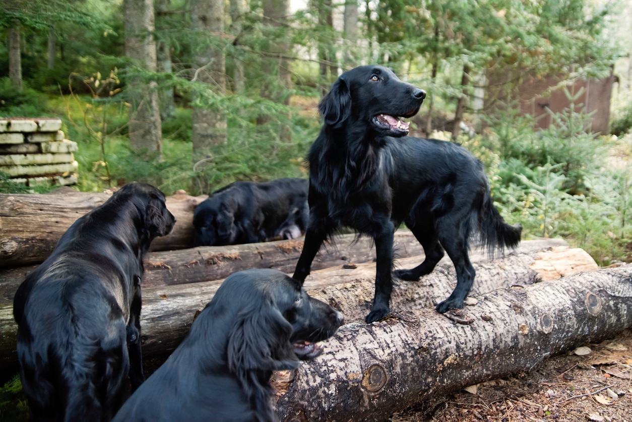 three black flat-coated retrievers on a hiking trail