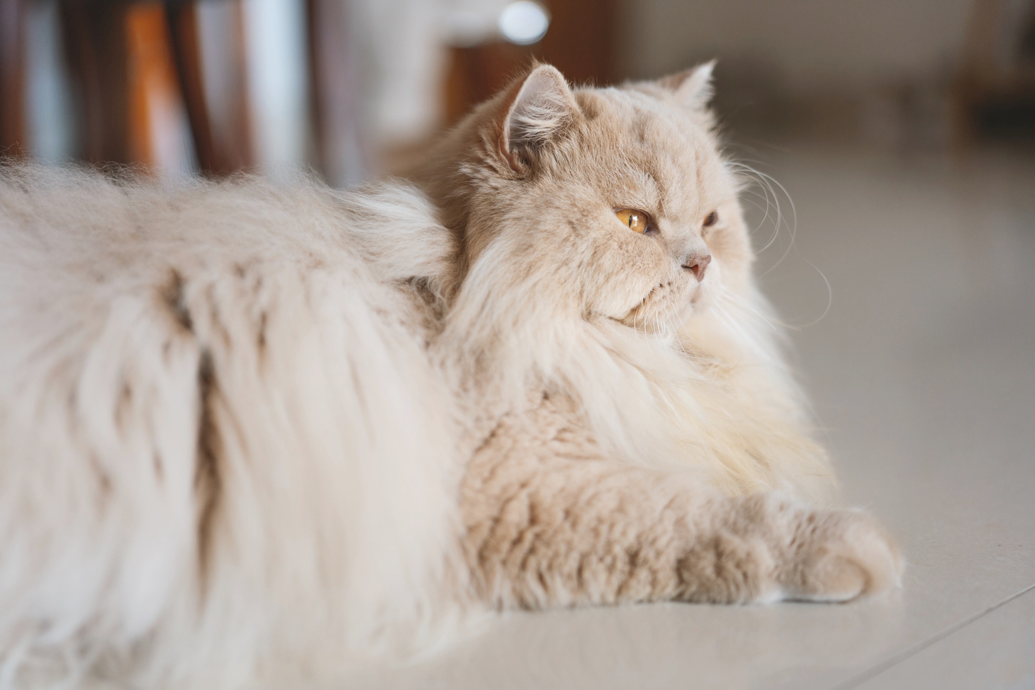 longhaired cream-colored british longhair cat lying down