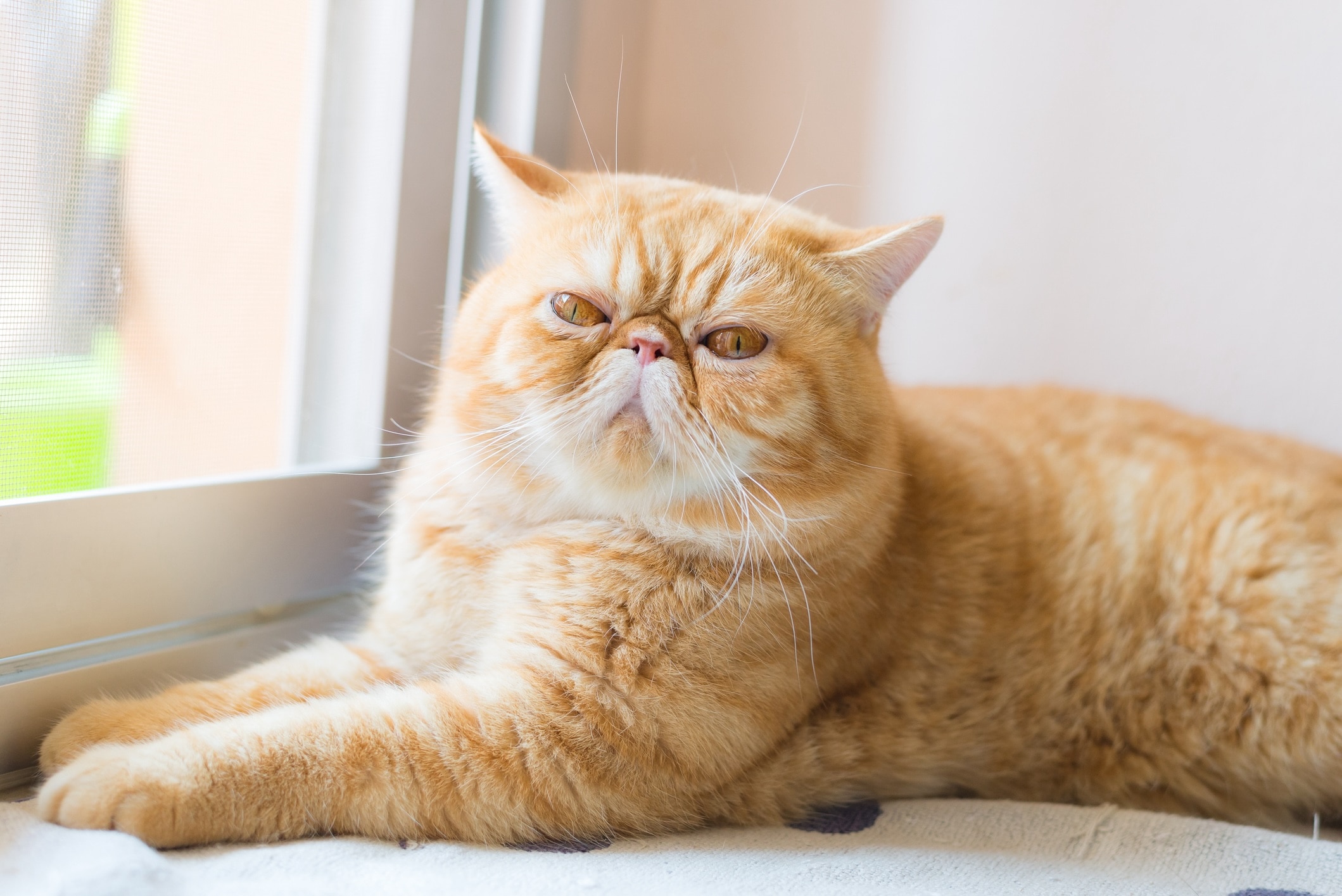 orange tabby exotic shorthair cat lying by a windowsill 