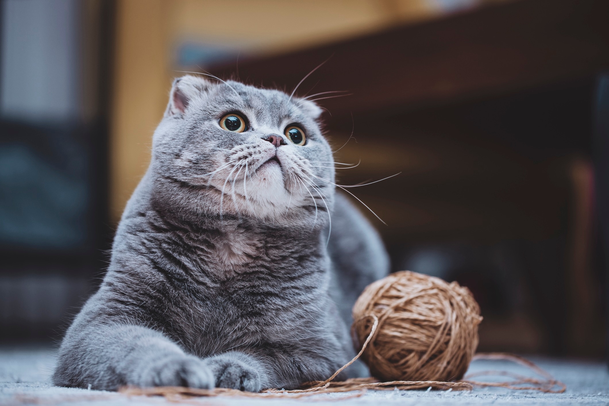 gray scottish fold lying next to a ball of yarn