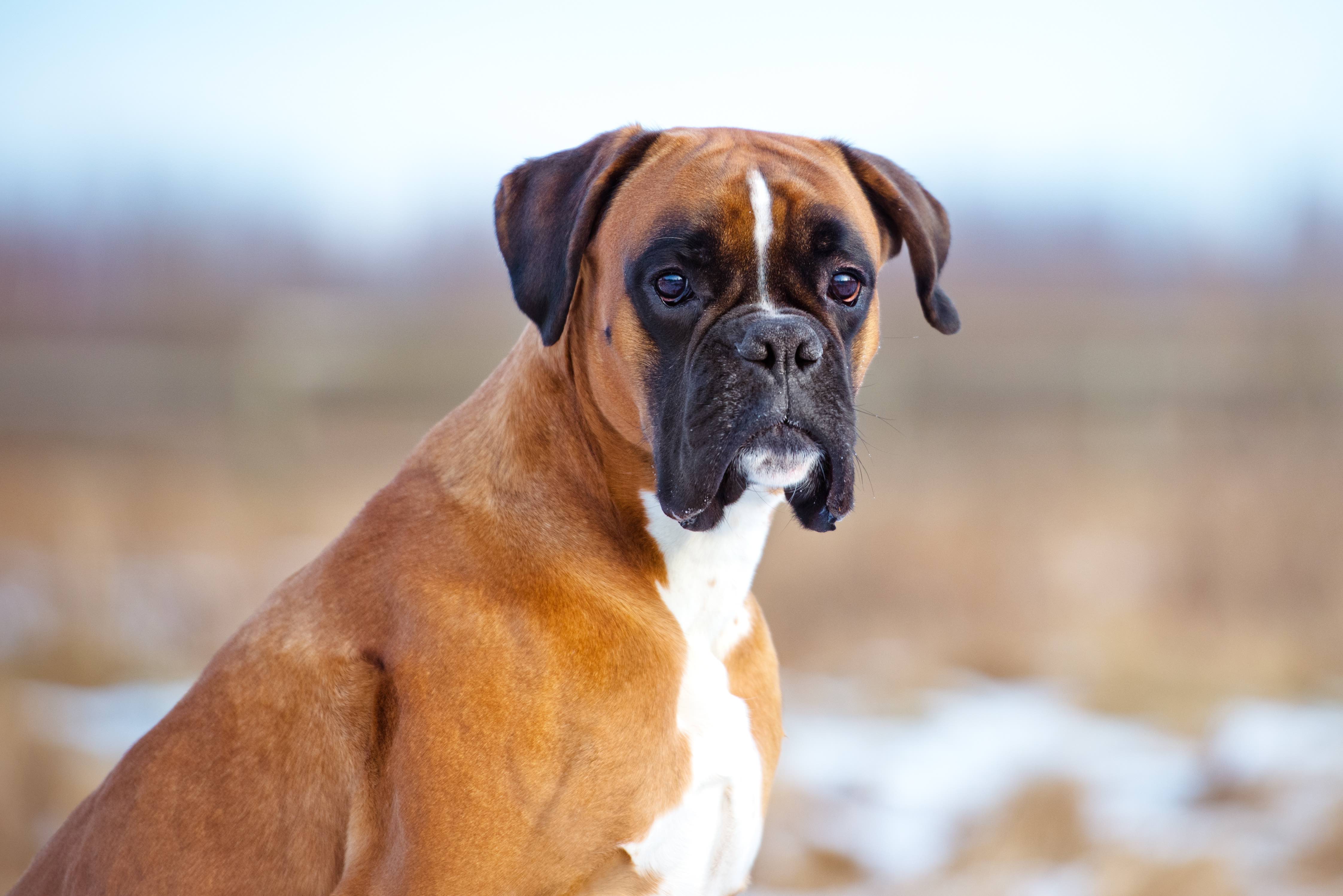 brown boxer dog sitting outside