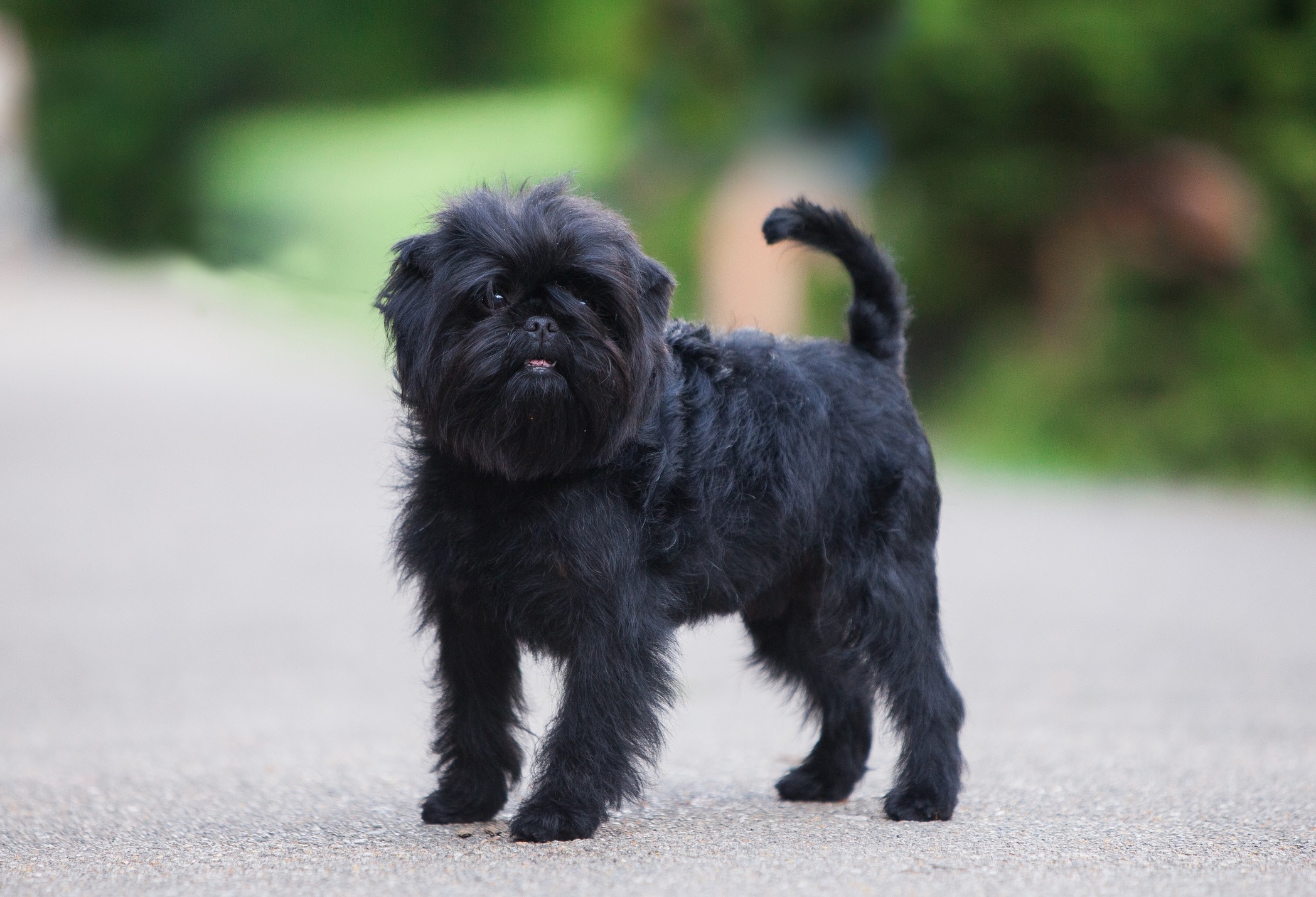black affenpinscher dog standing on a path