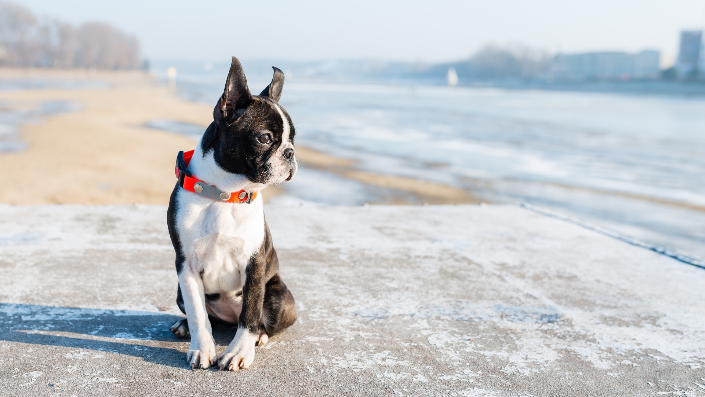 boston terrier sitting on a beach looking at the water