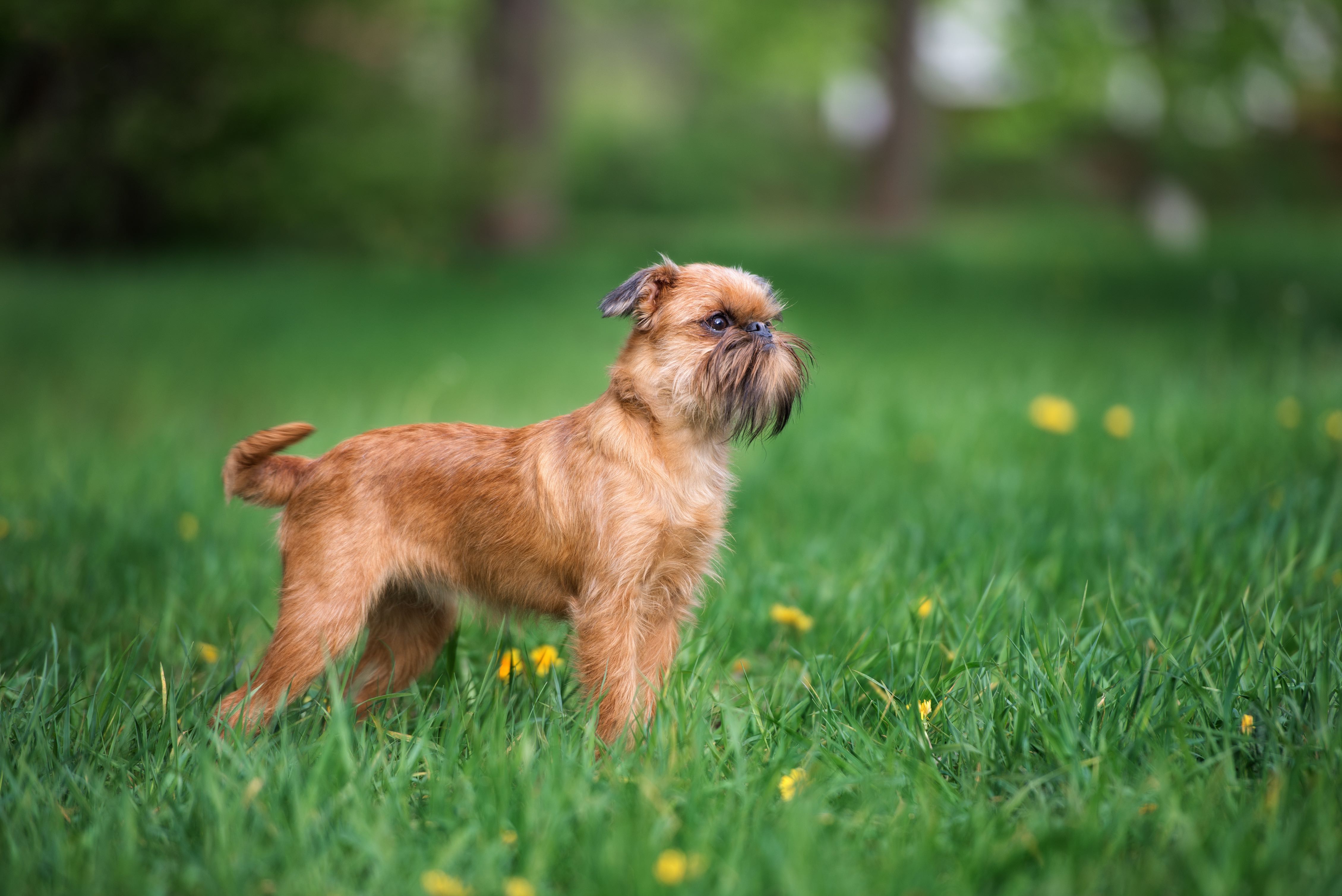 brown brussels griffon with a big beard standing in green grass