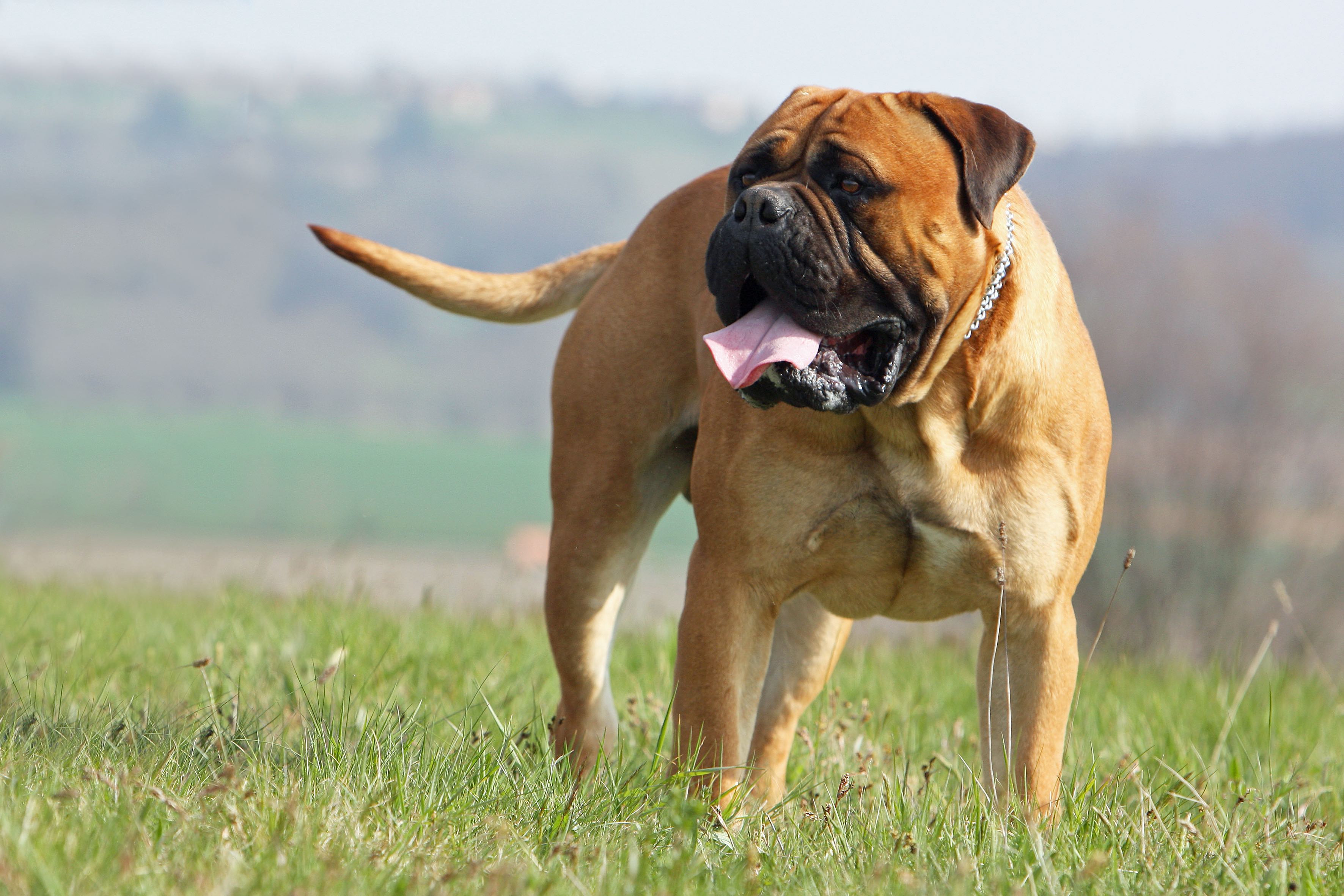 bullmastiff dog standing in a field