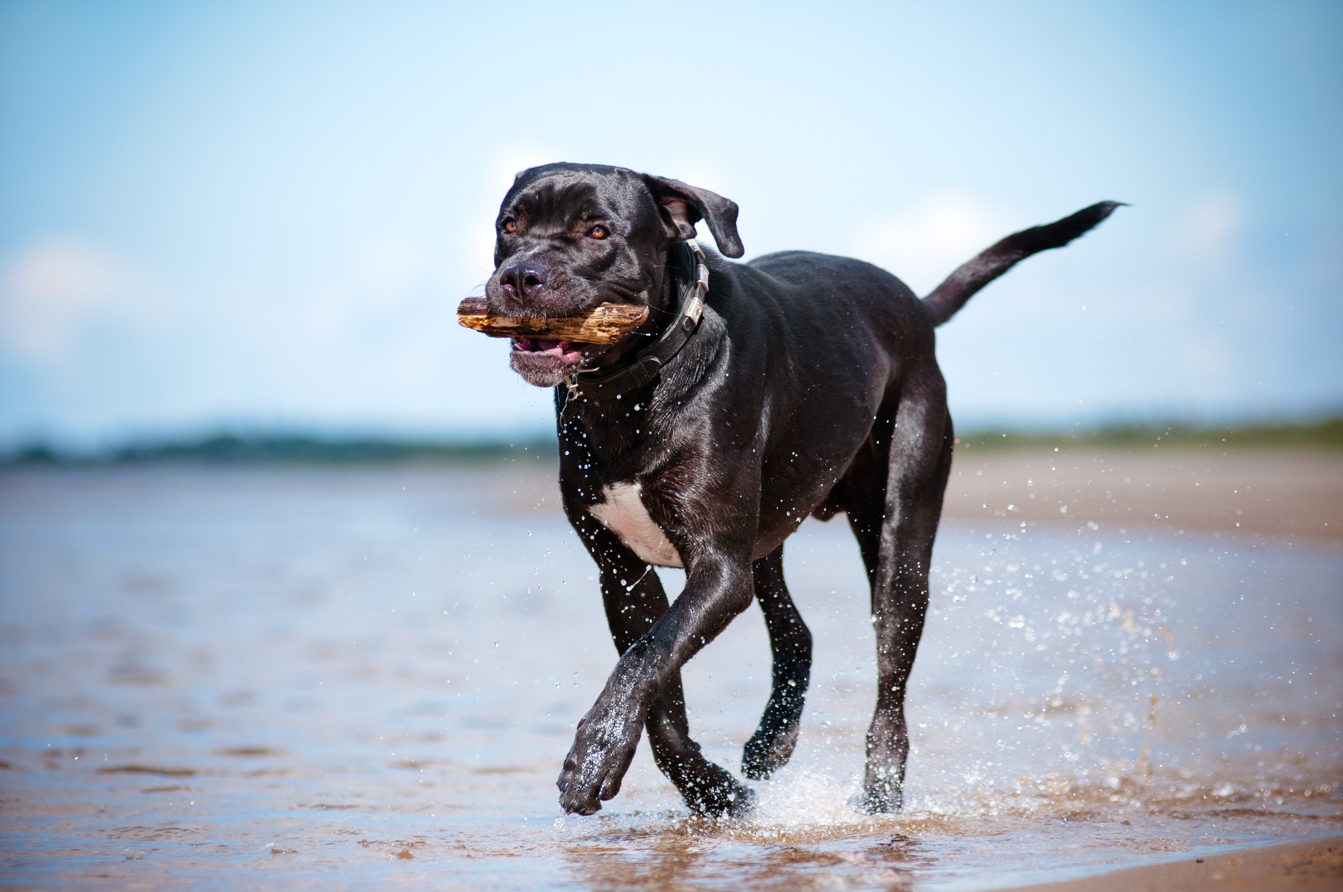 black and white cane corso running on a beach holding a stick