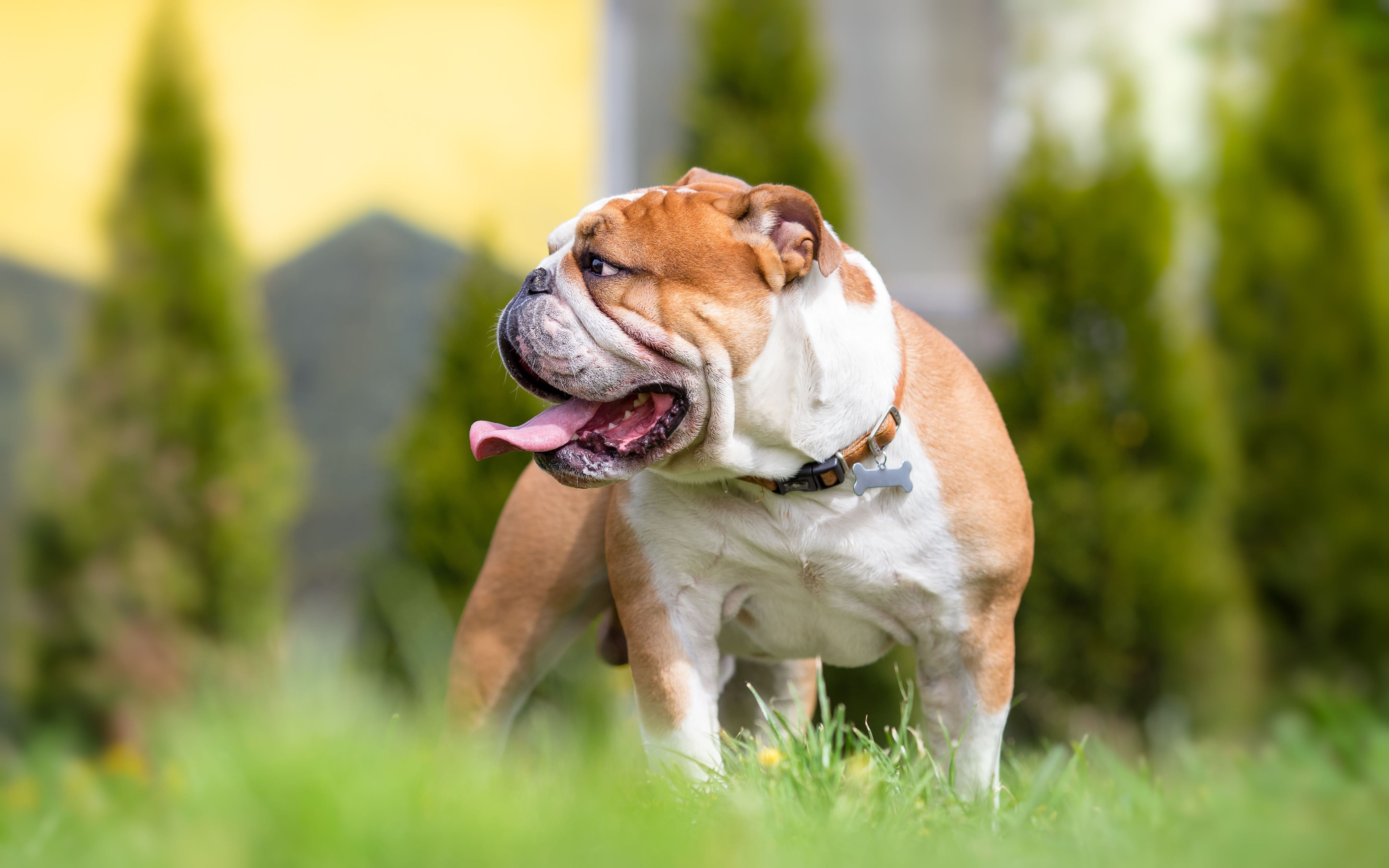 brown and white english bulldog standing outside