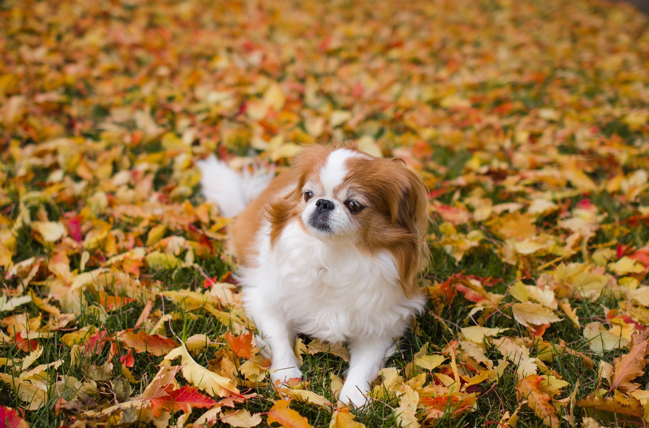 red and white japanese chin dog lying in autumn leaves