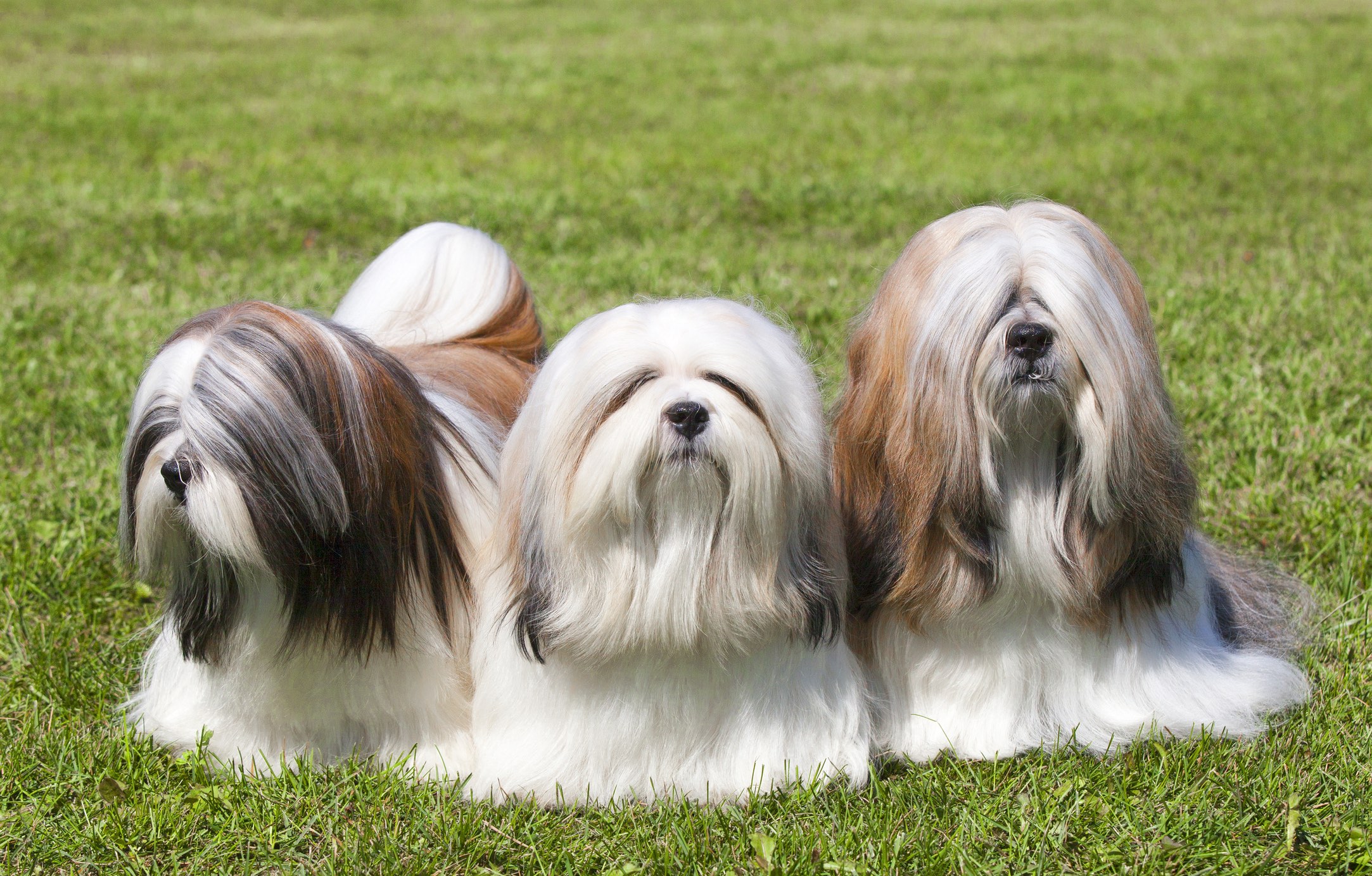 three long-haired lhasa apso dogs sitting in grass