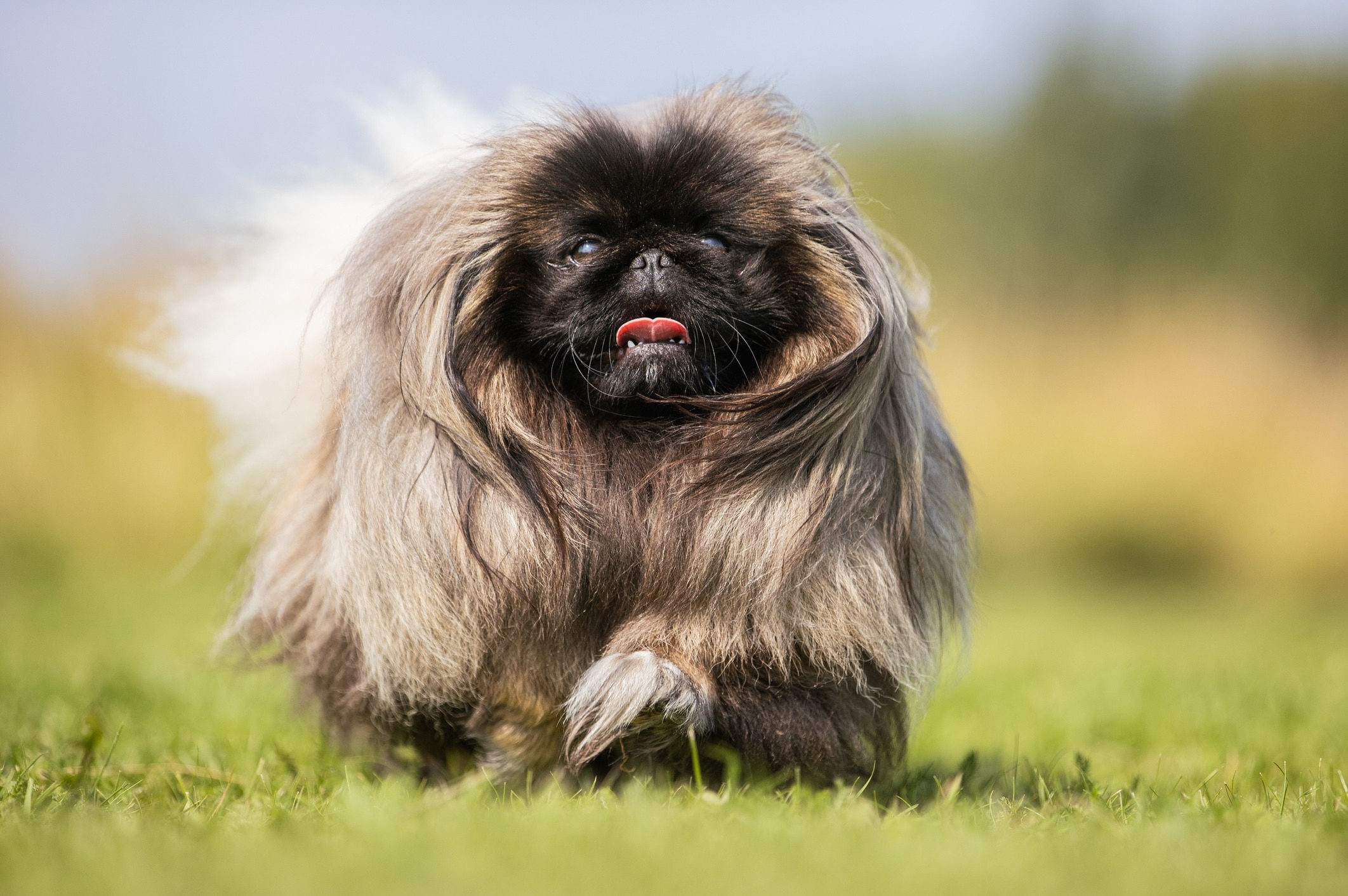 Smooshed store face dog