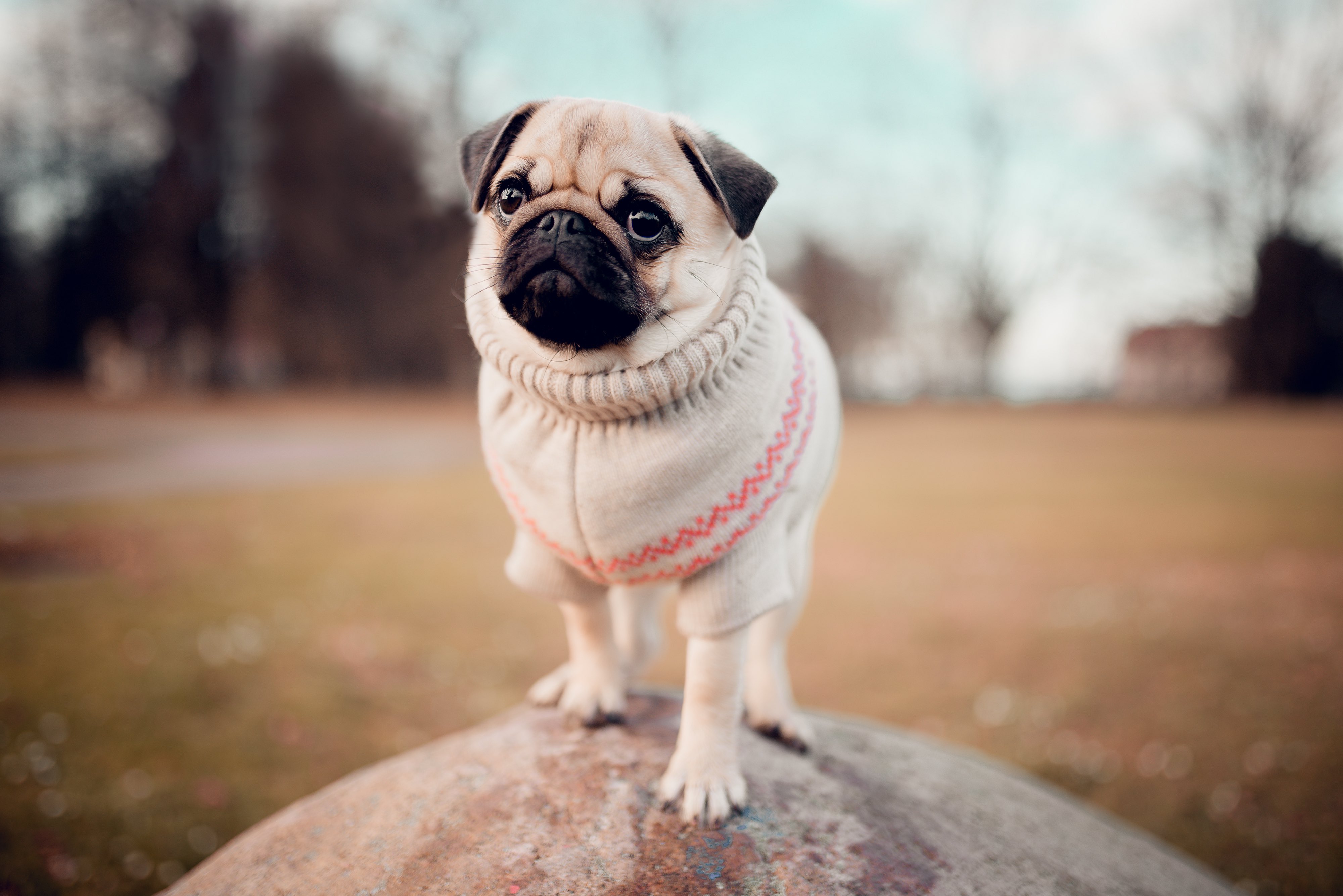pug wearing a pink sweater