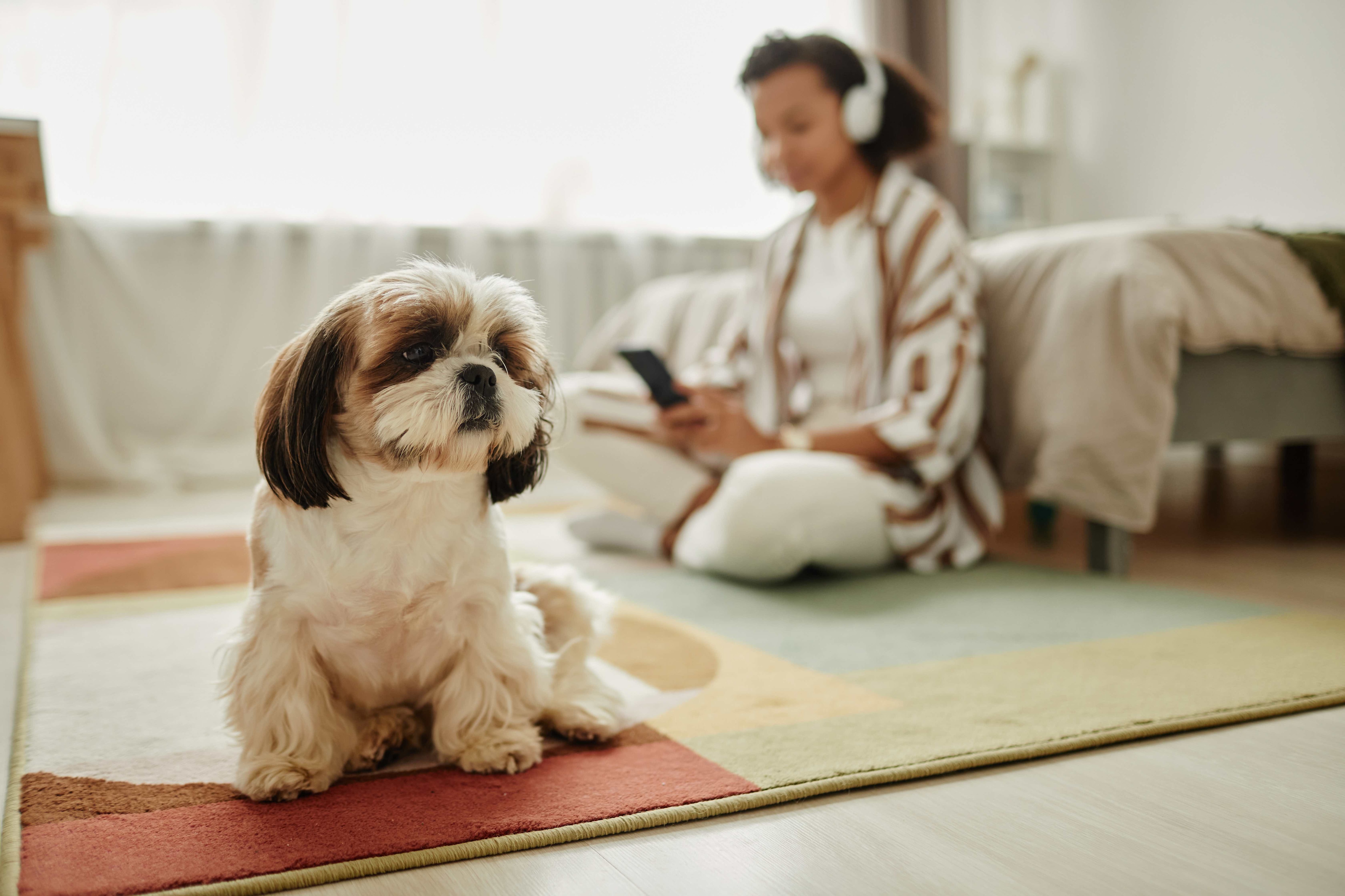 brown and white shih tzu dog sitting on a rug with a person in the background