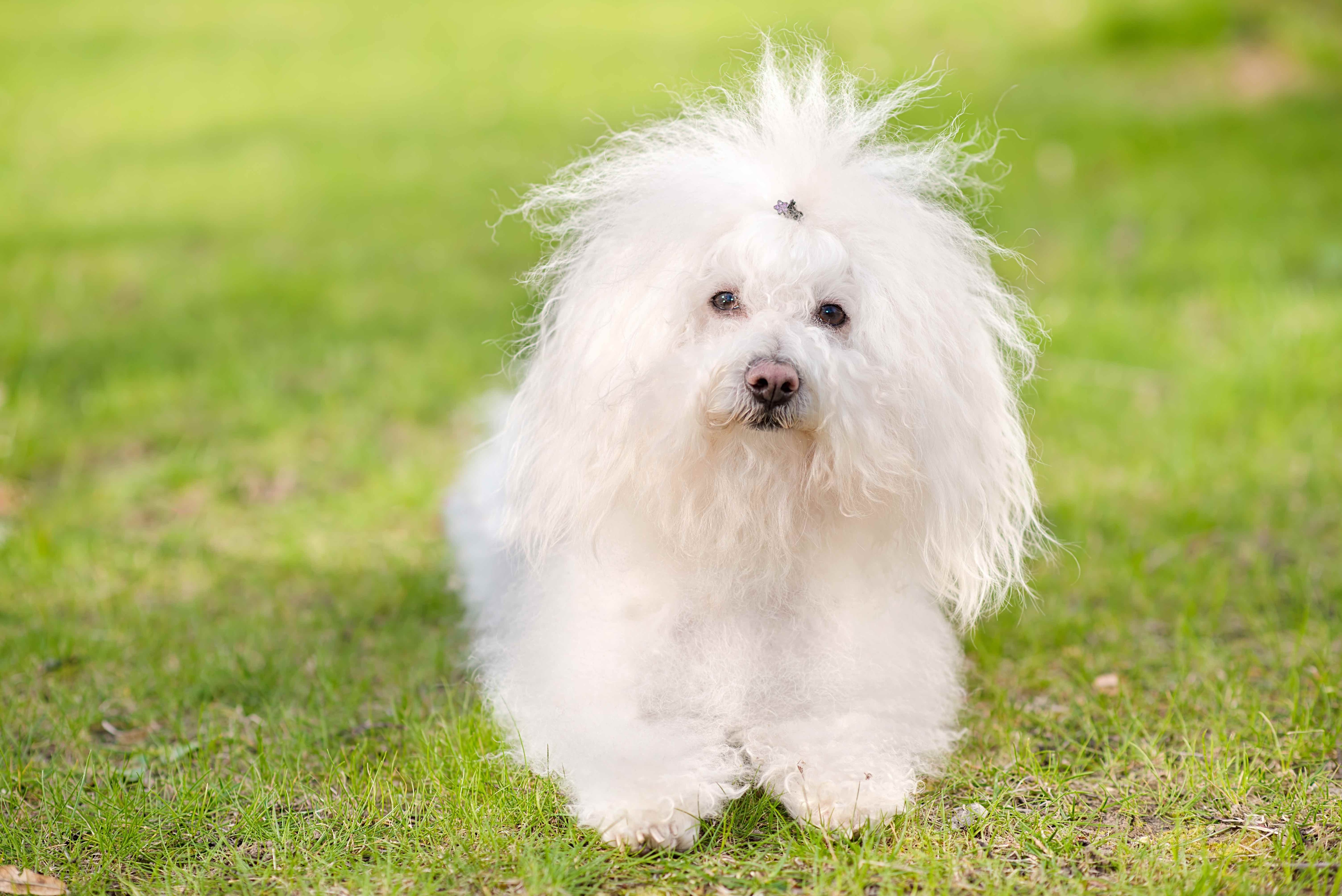 white bolognese dog sitting in grass with frizzy hair