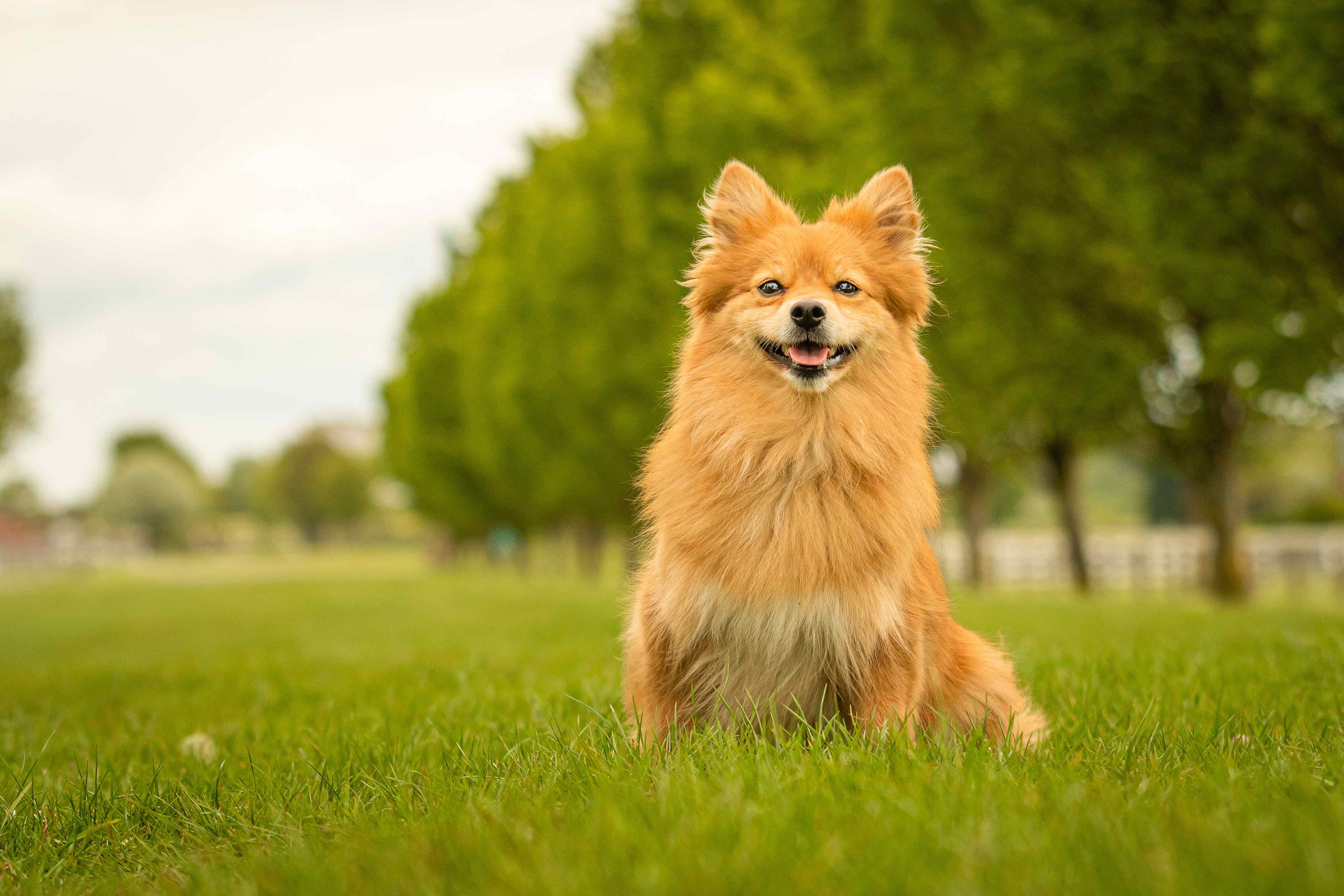 red german spitz dog sitting and smiling in grass