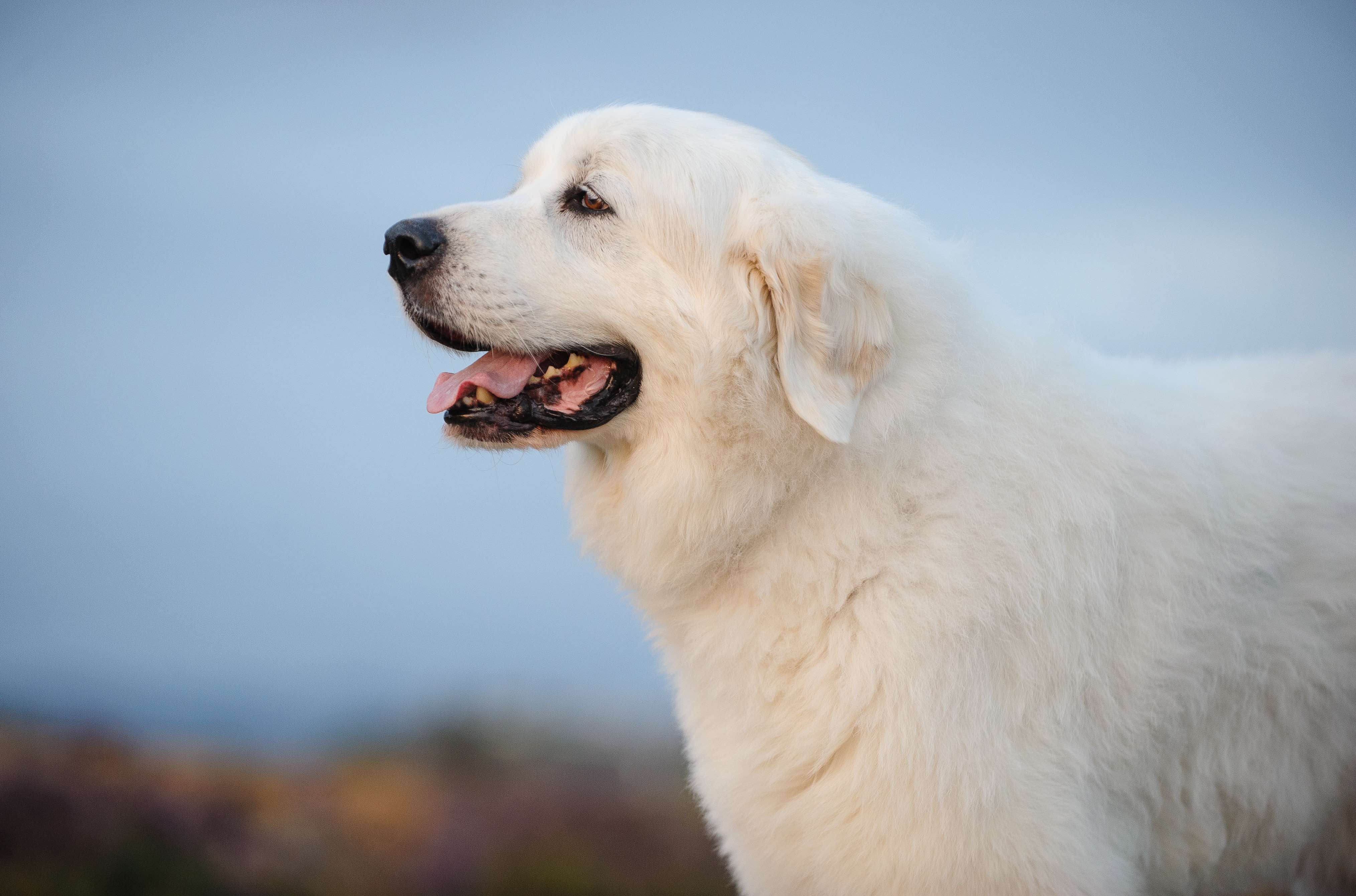 side profile of a fluffy white great pyrenees outside