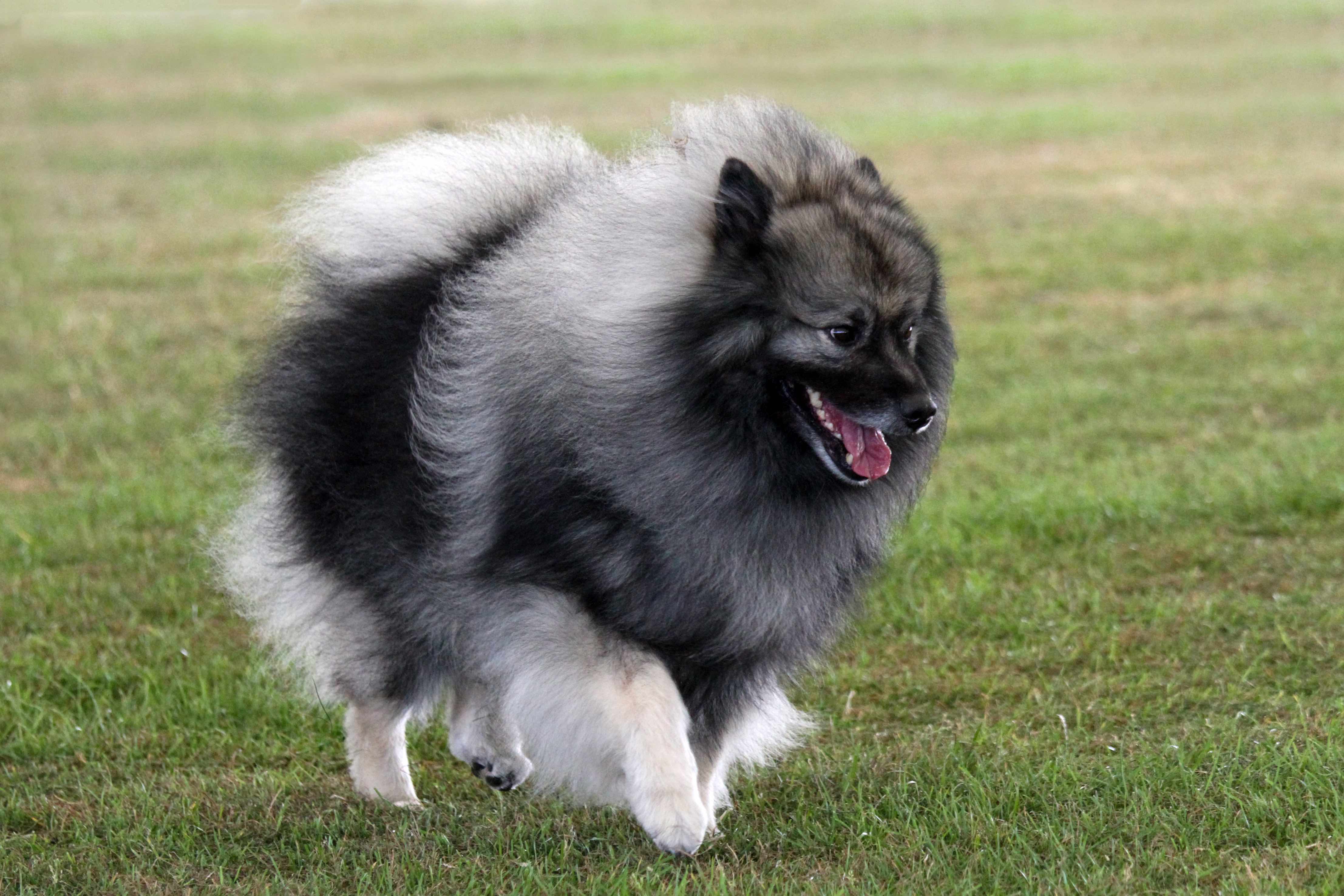 fluffy gray and black keeshond dog running