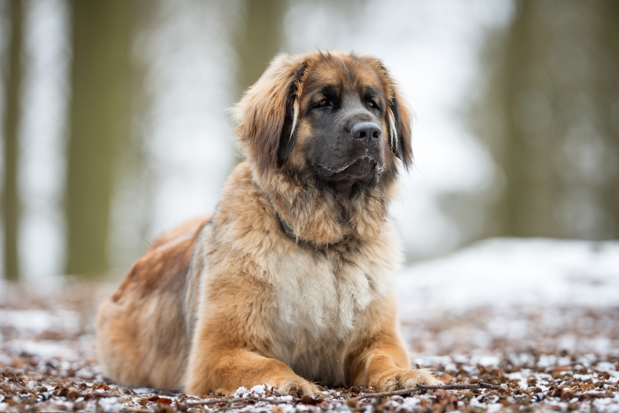 Leonberger fashion haircut