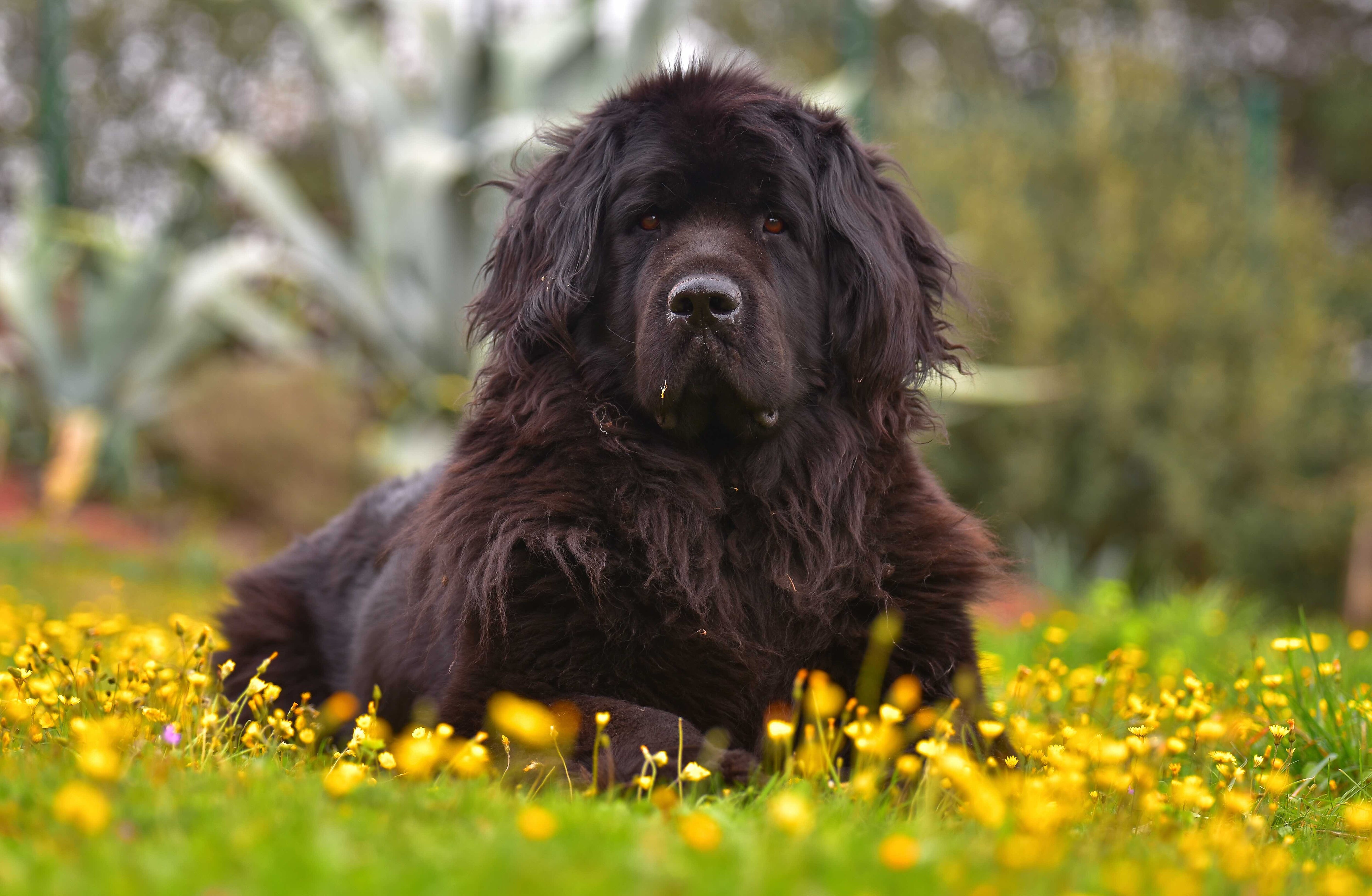 Large black outlet fluffy dog breeds