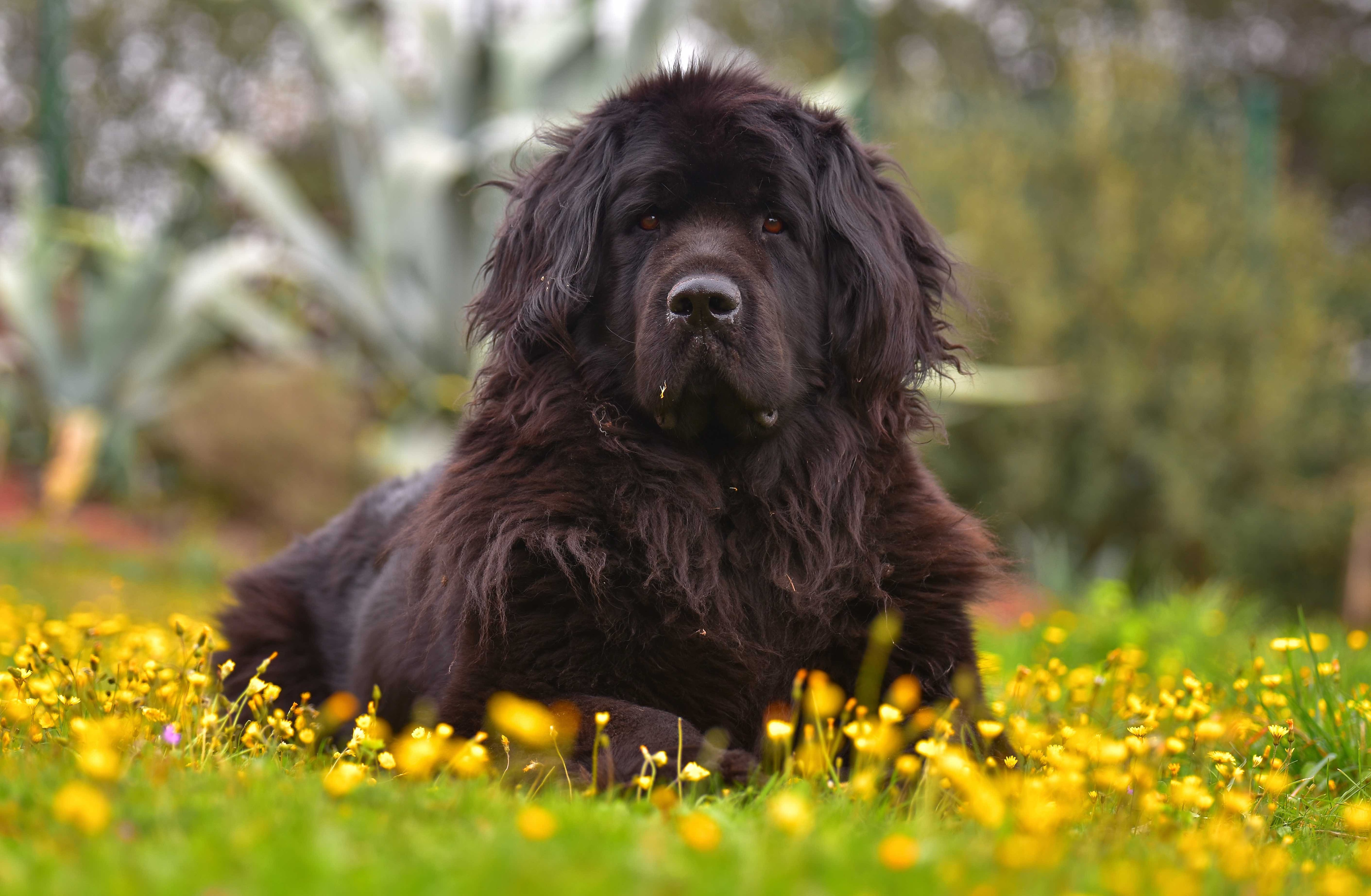 big black newfoundland dog lying in flowers