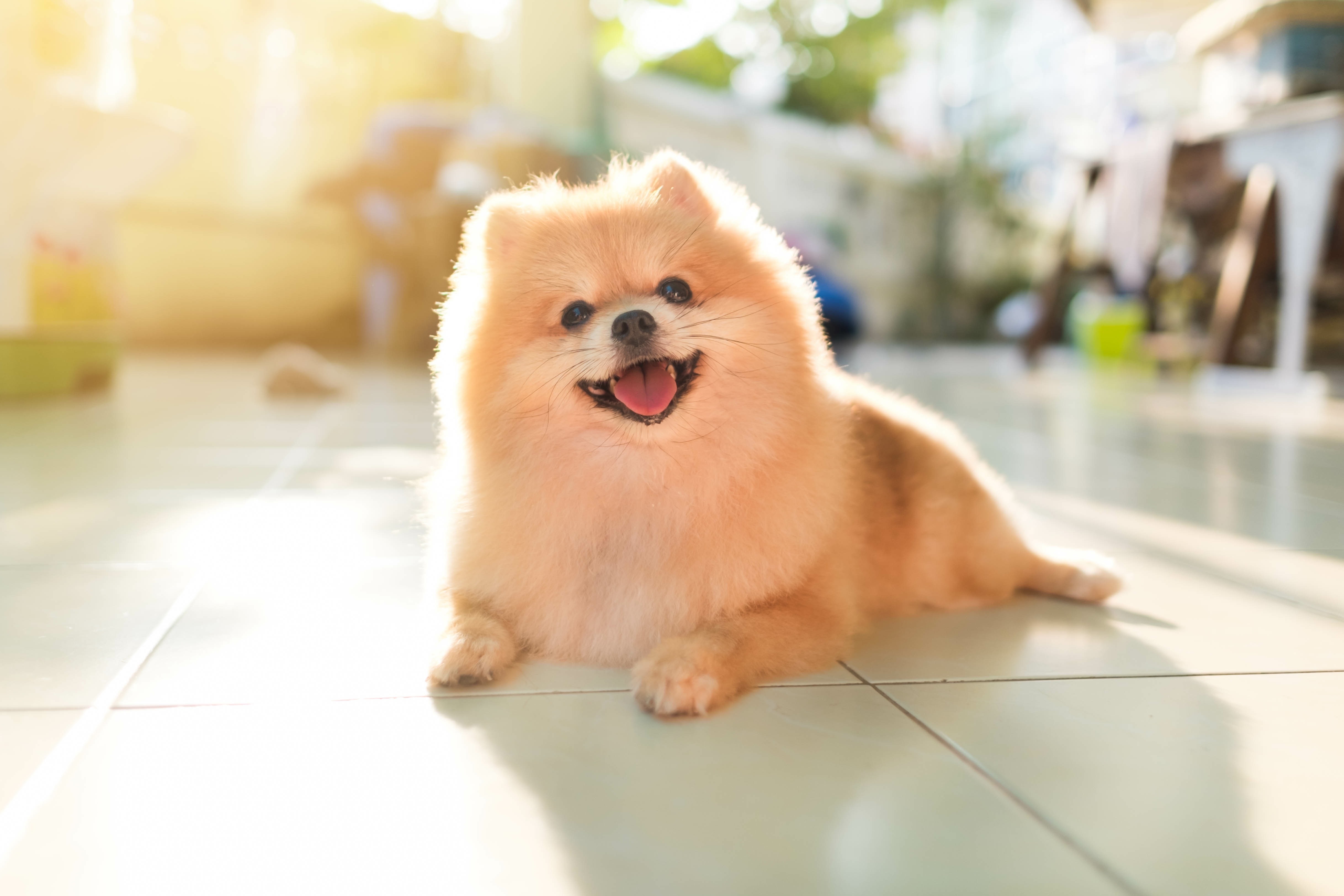 Fluffy store dog puppy