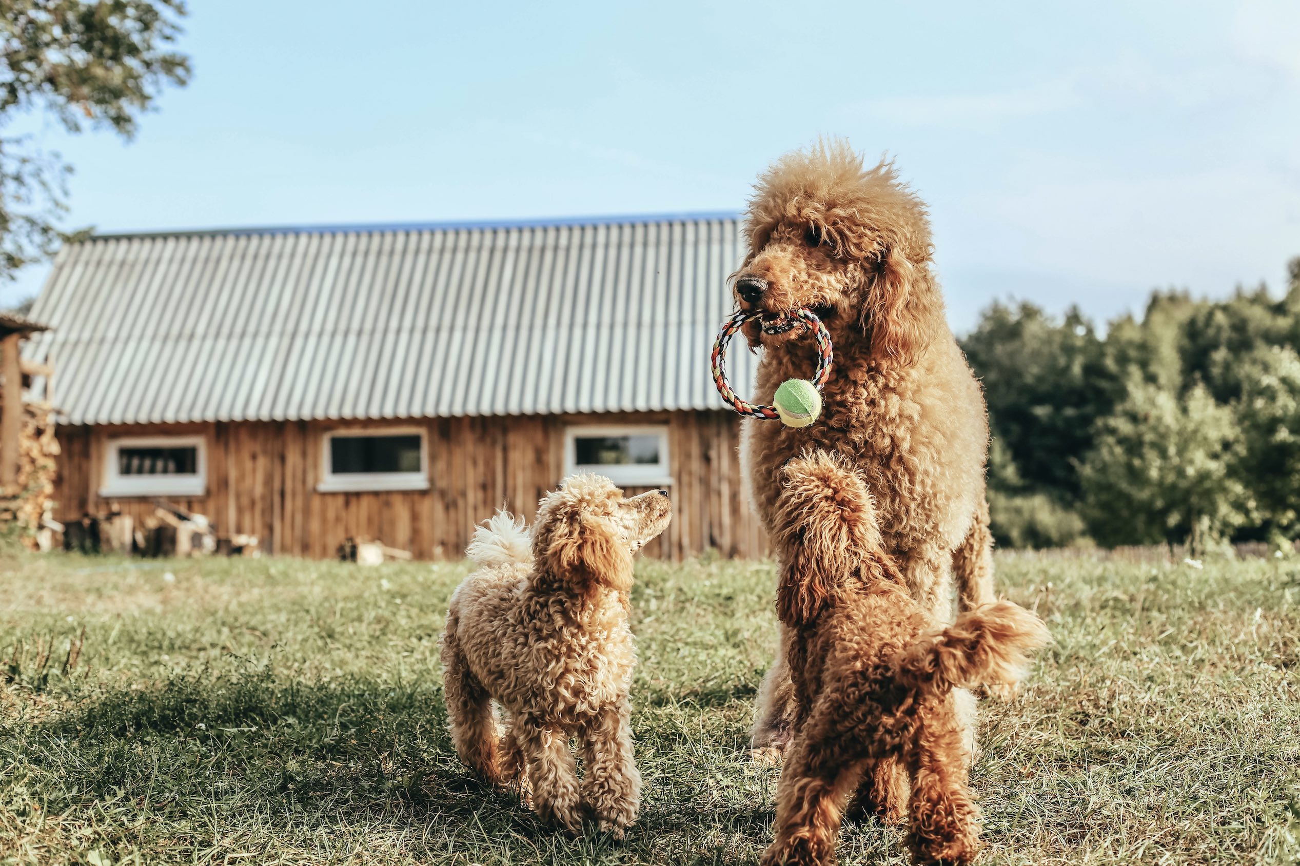tan standard poodle holding a toy with two puppies looking up at her