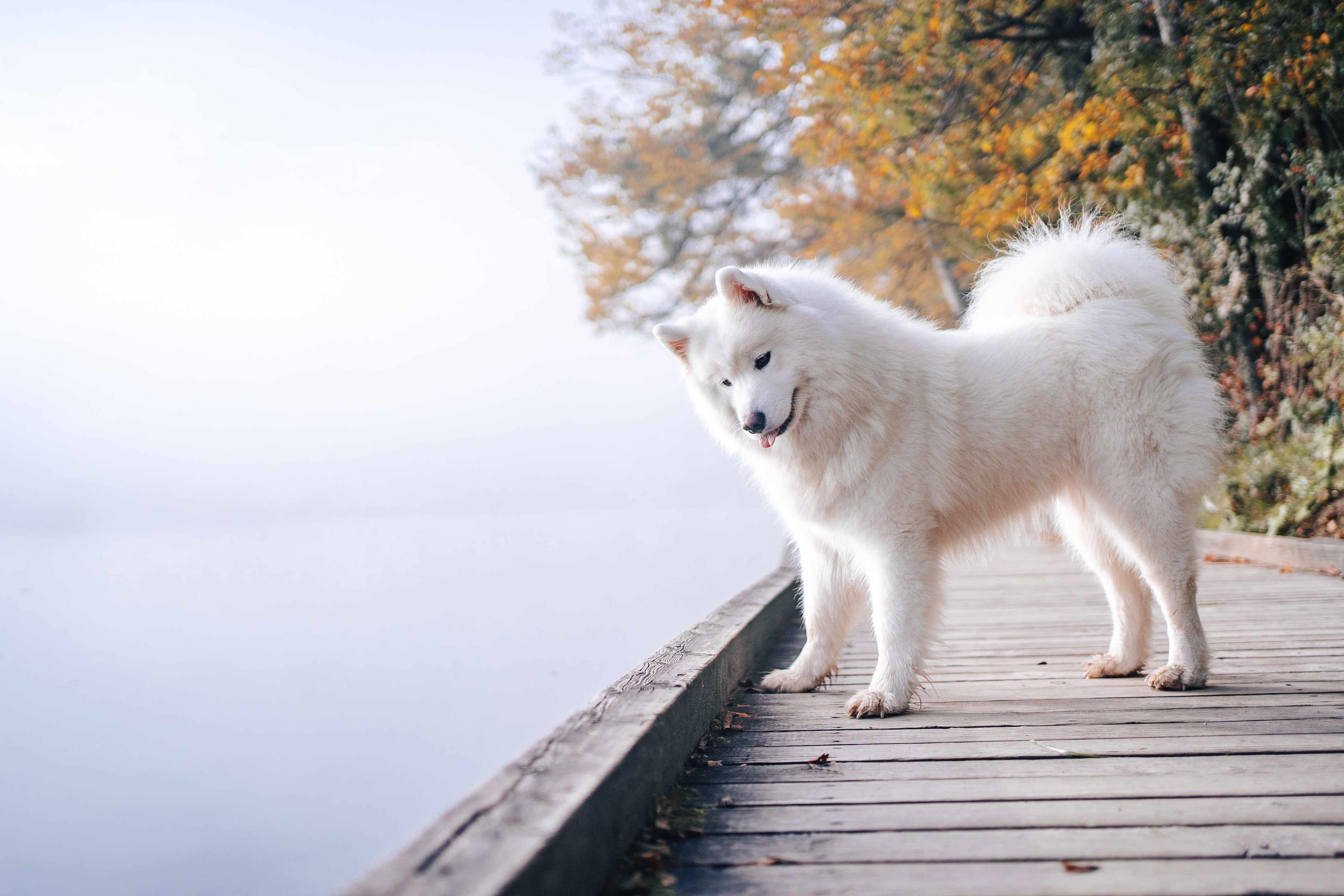white samoyed dog standing on a dock and looking at the lake