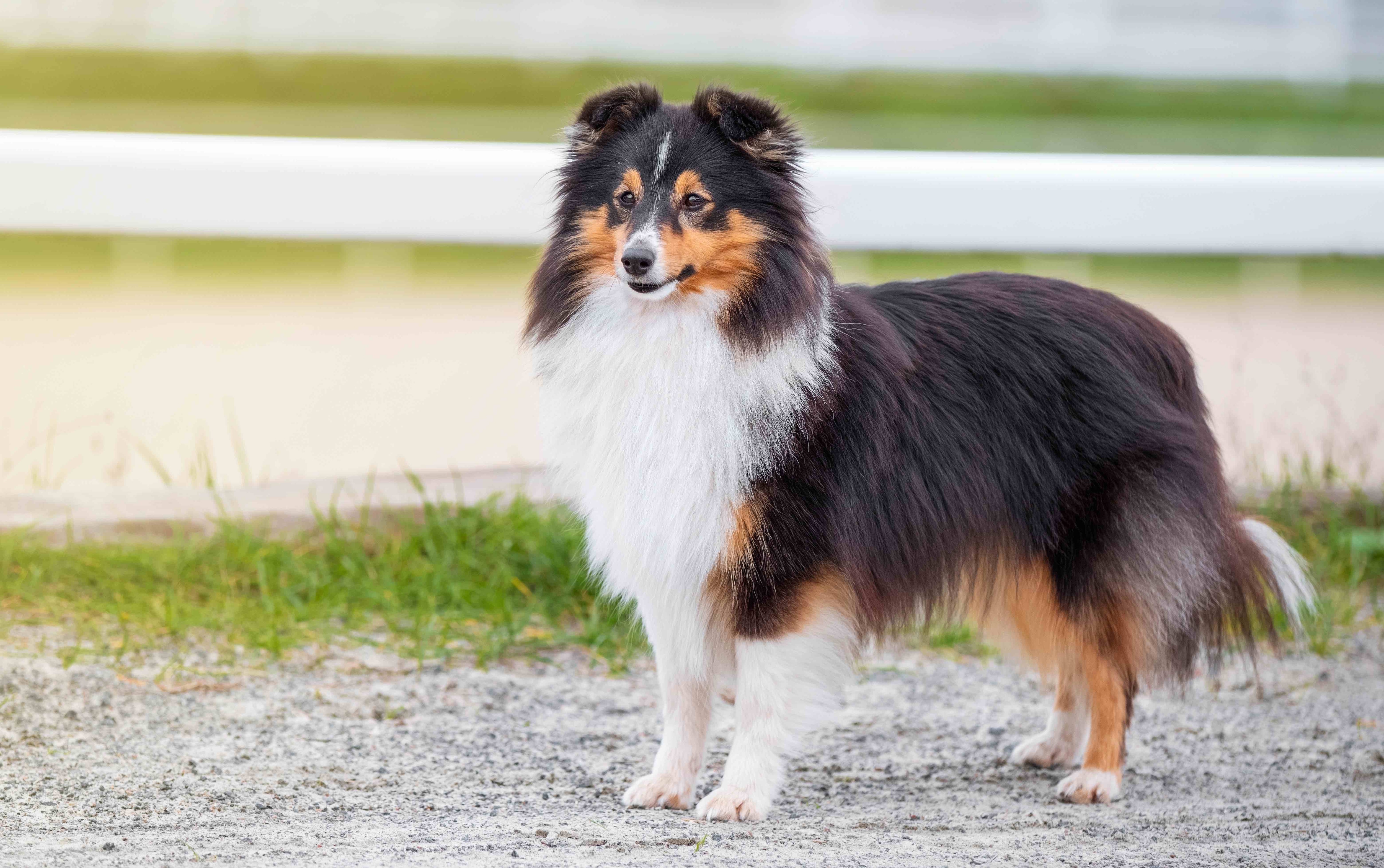 fluffy tricolor sheltie standing in front of a white fence