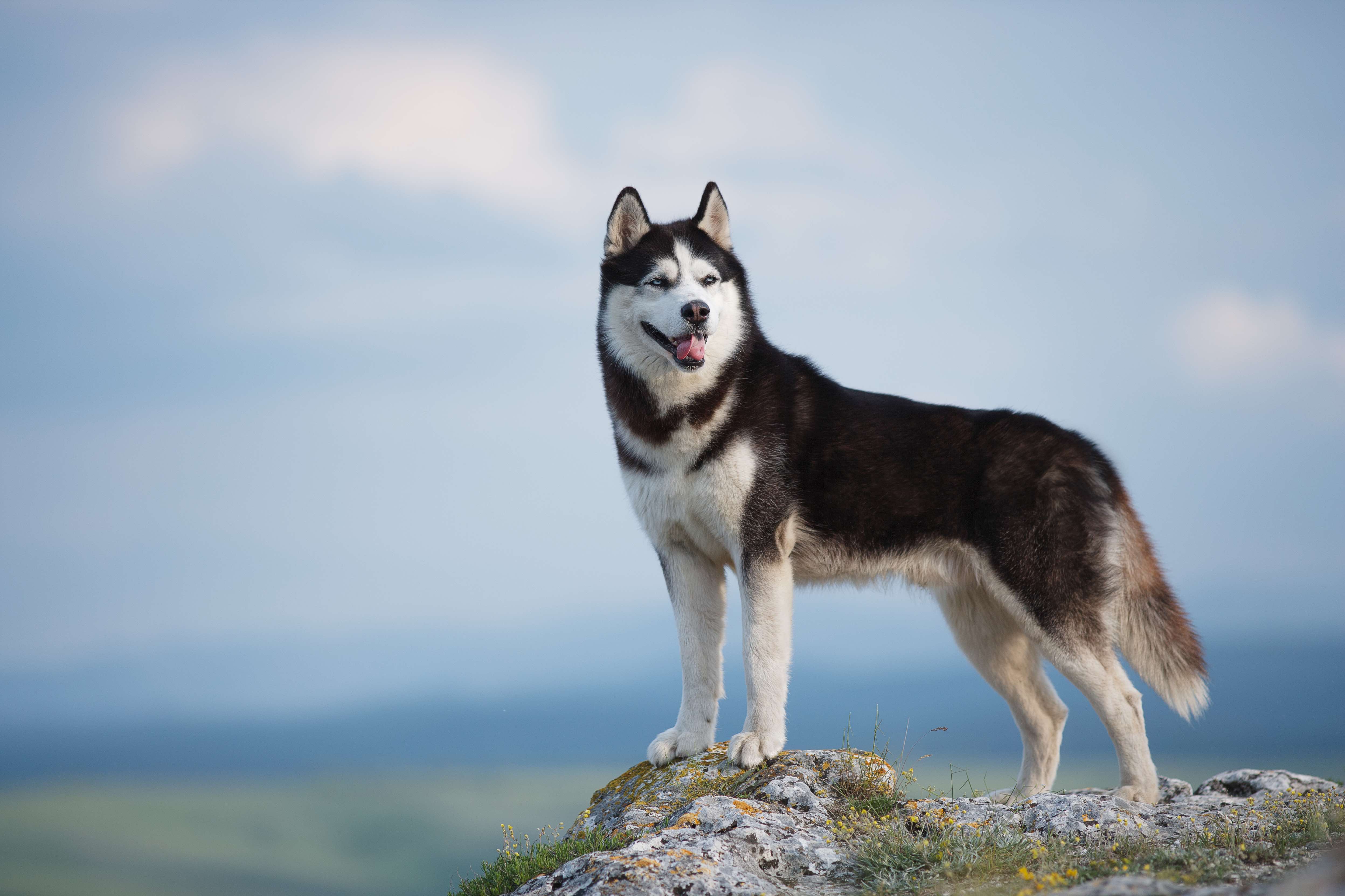 black and white husky dog standing on a rock