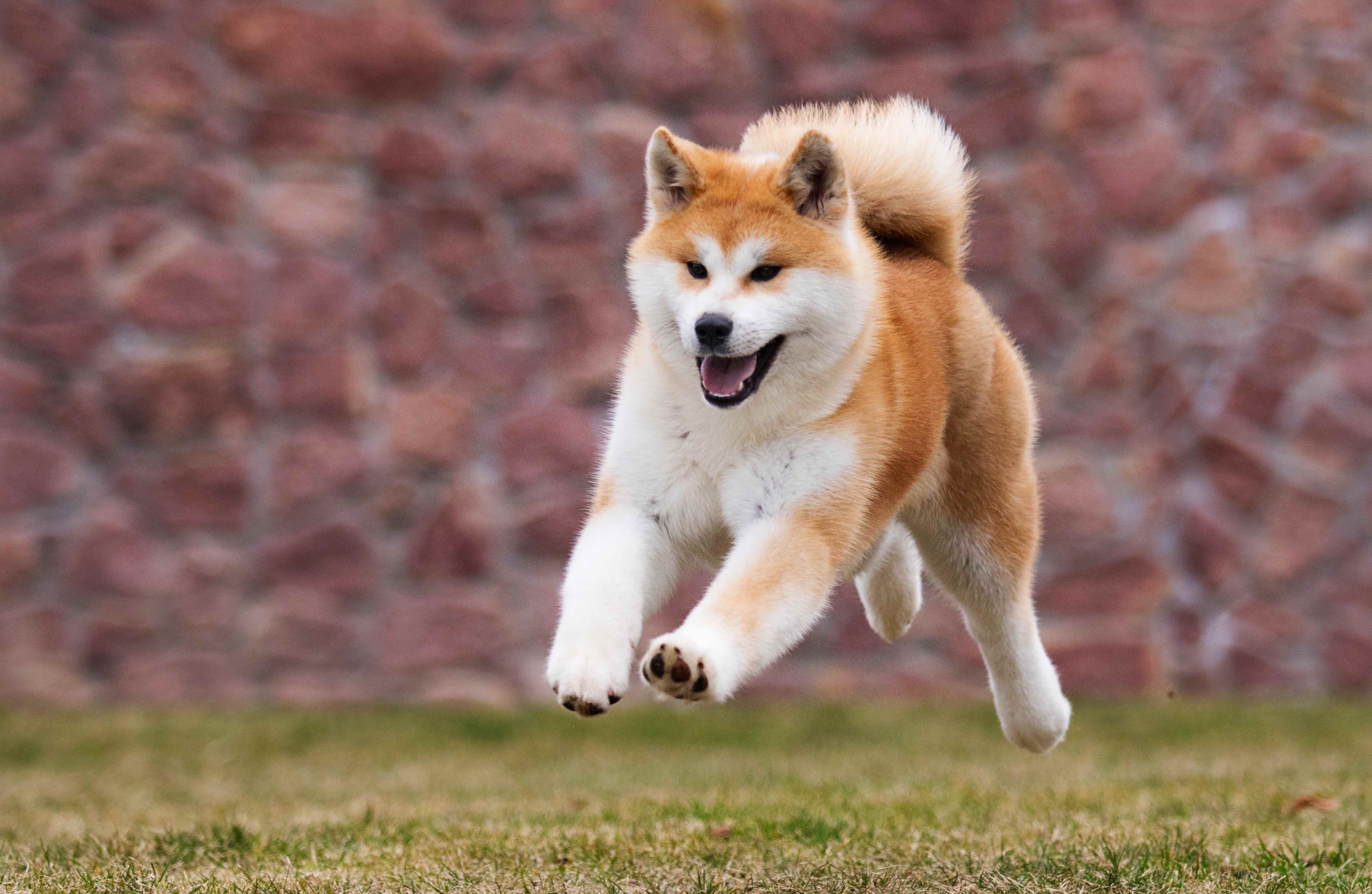 red and white akita dog running
