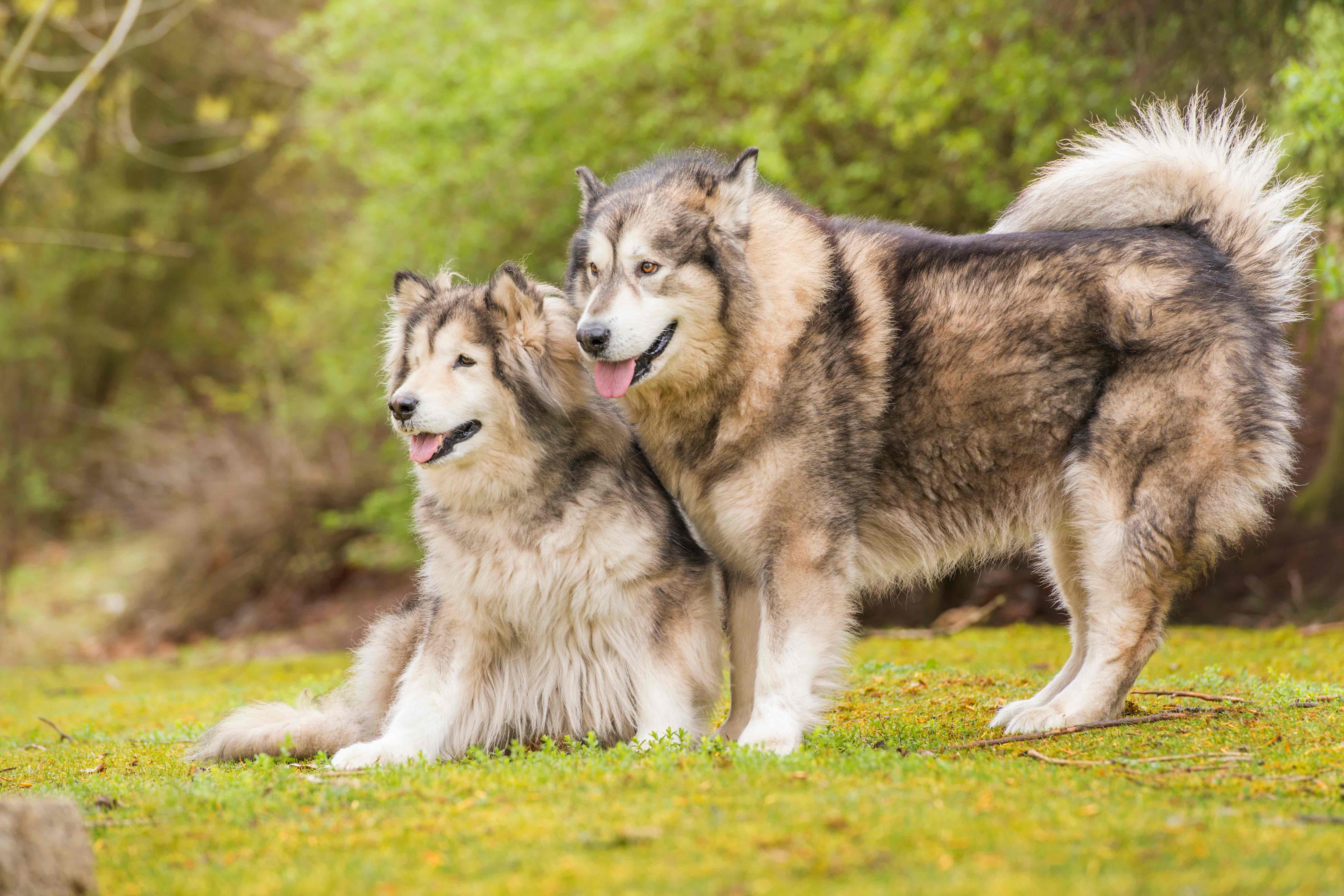 two alaskan malamutes standing outside