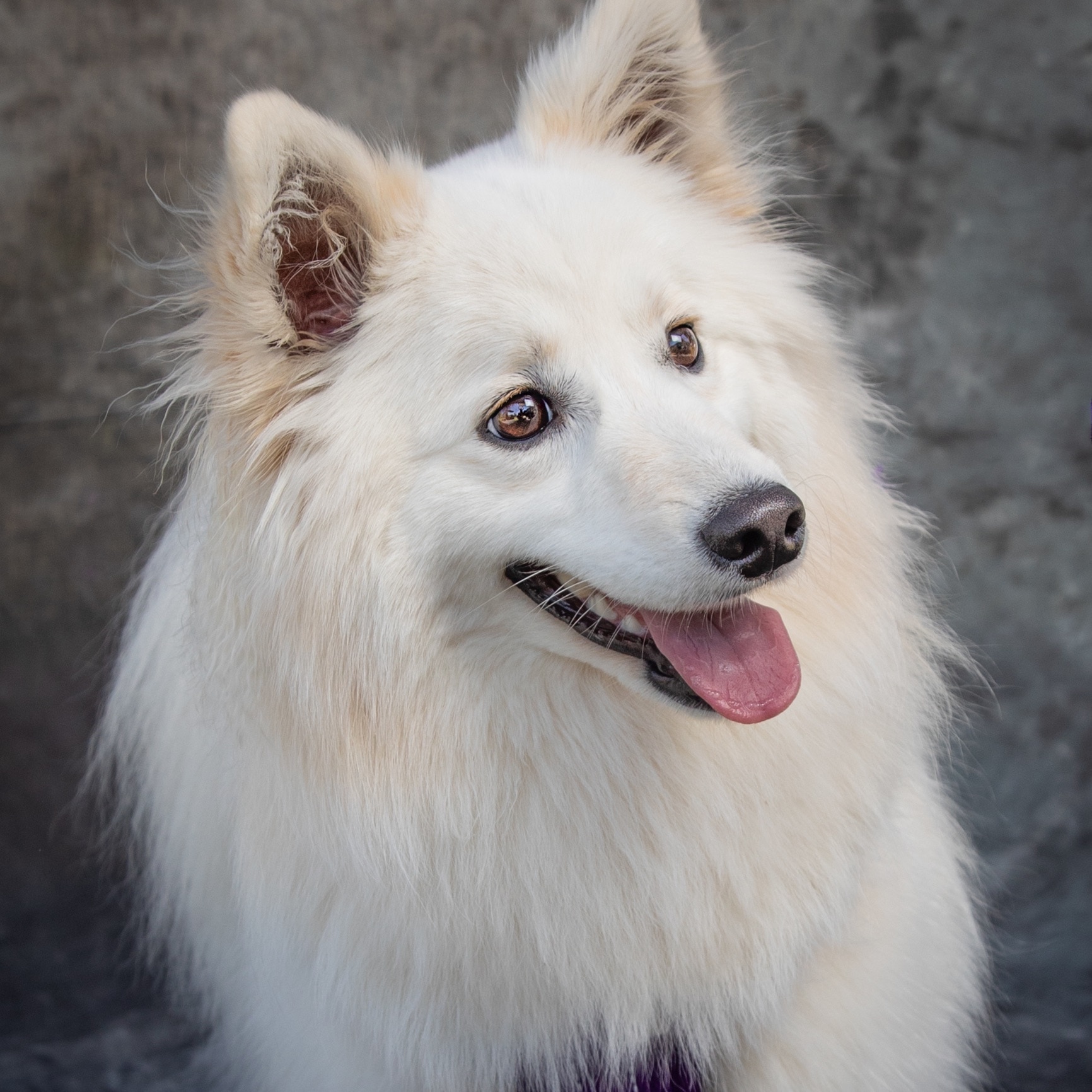 25 Fluffy Dogs You Simply Must Pet PetMD