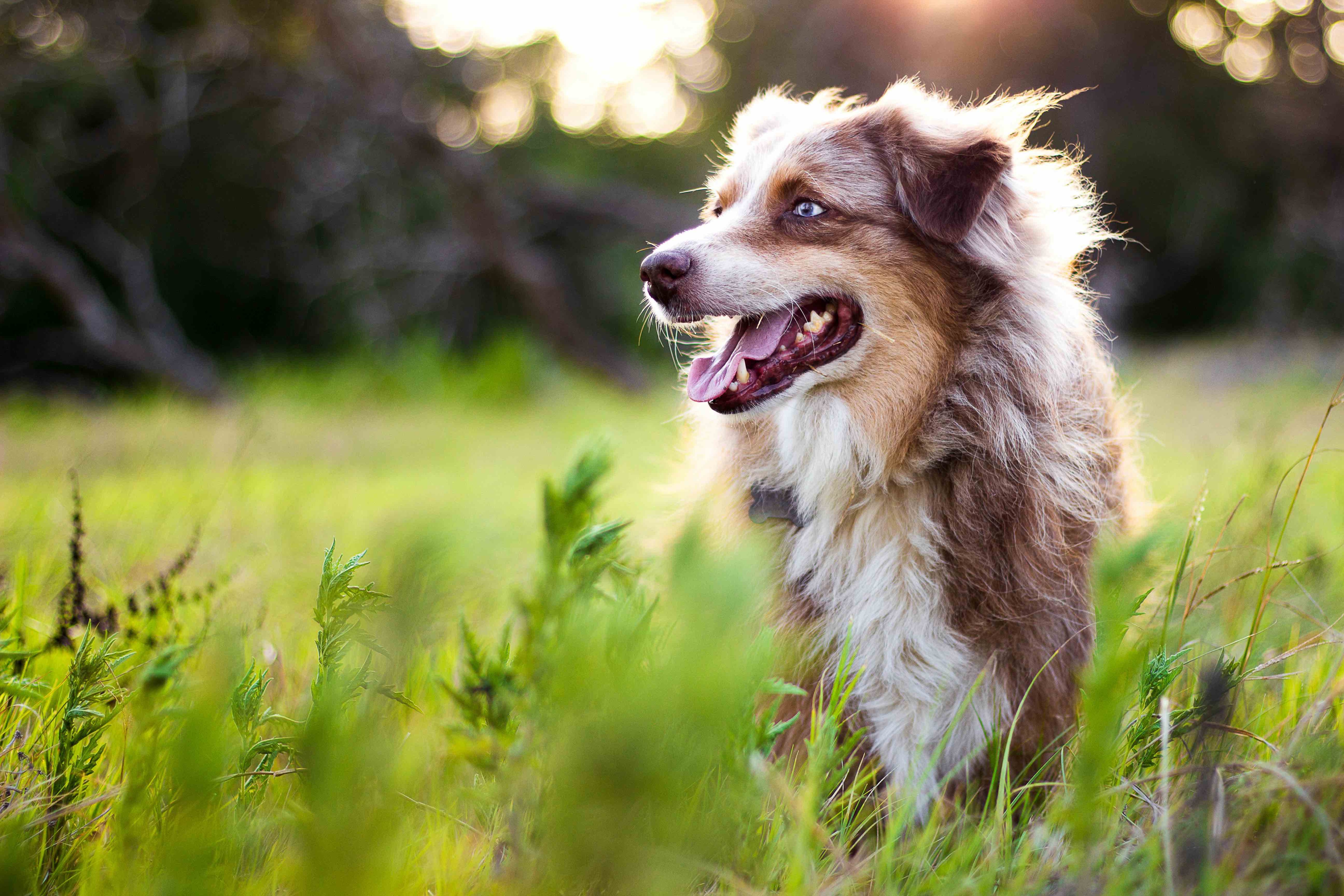 australian shepherd in grass with his fur blowing in the wind