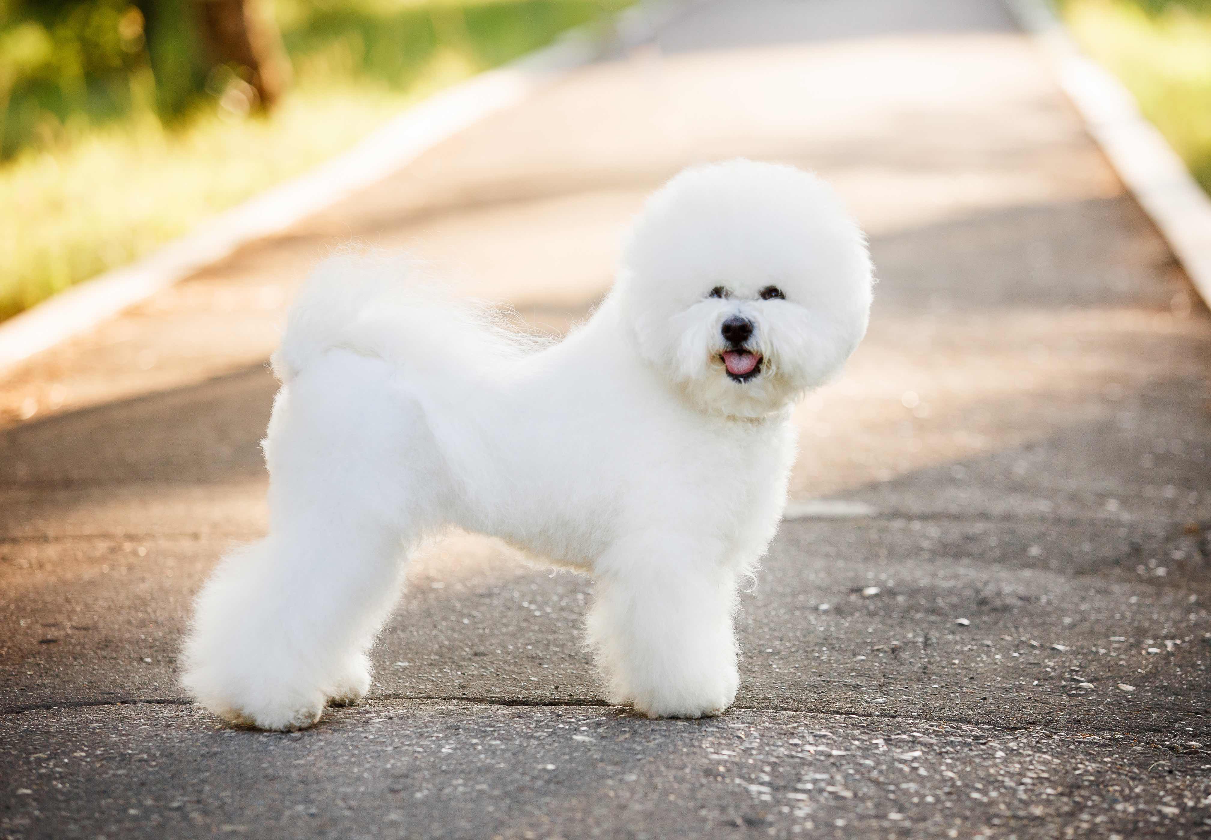 fluffy white bichon frise dog standing outside 