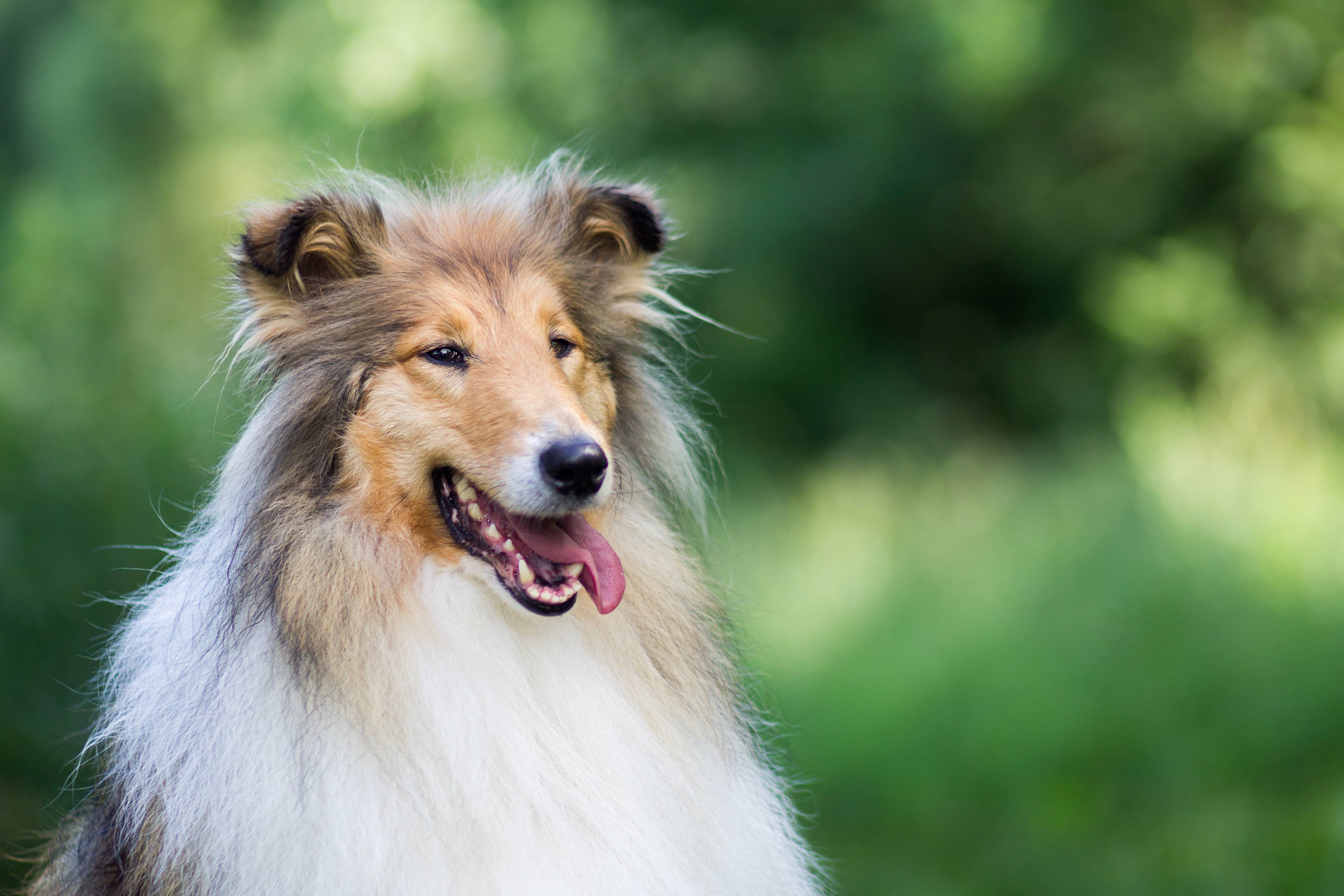 rough collie dog with tongue hanging out