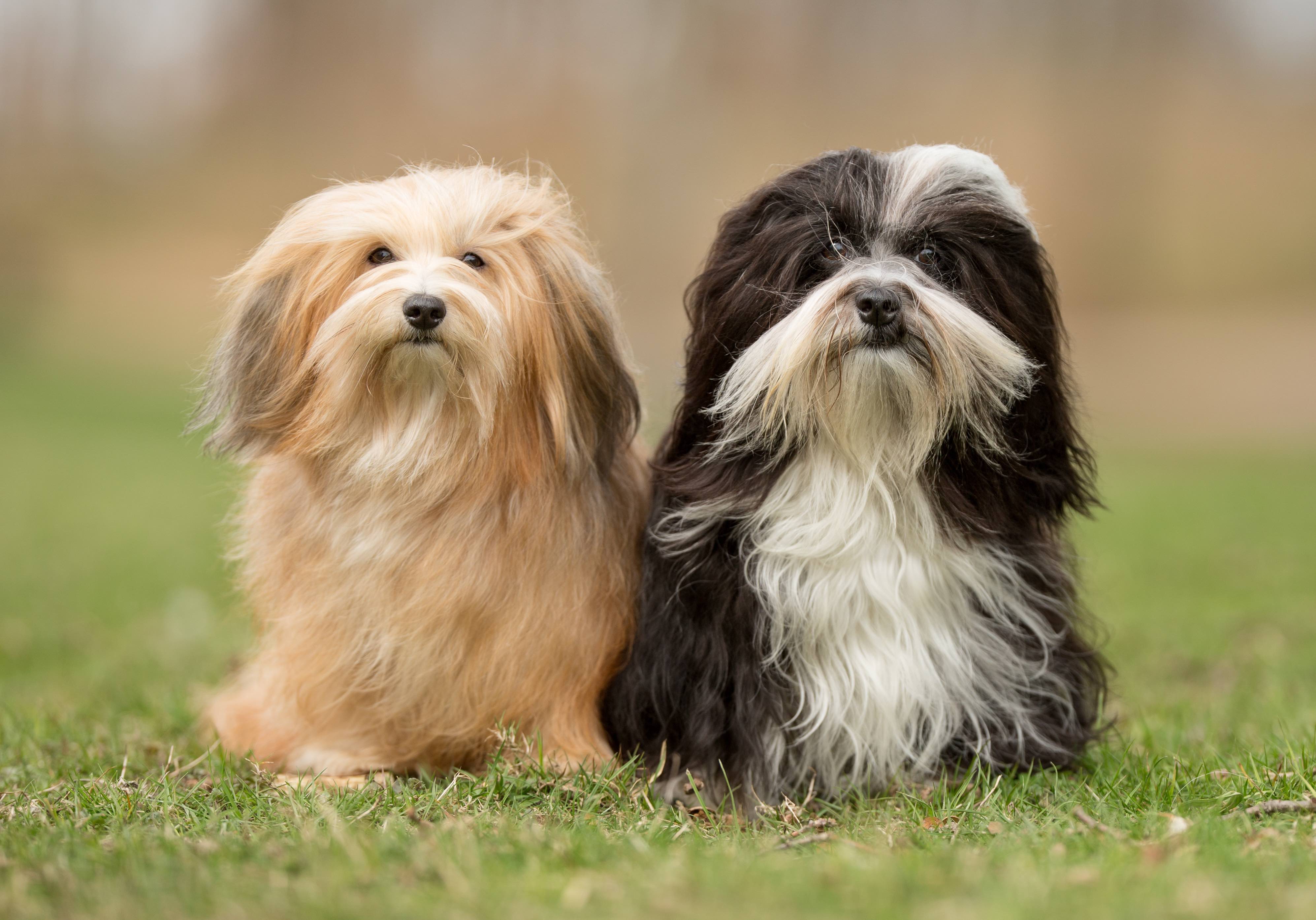 two havanese dogs sitting side by side in grass