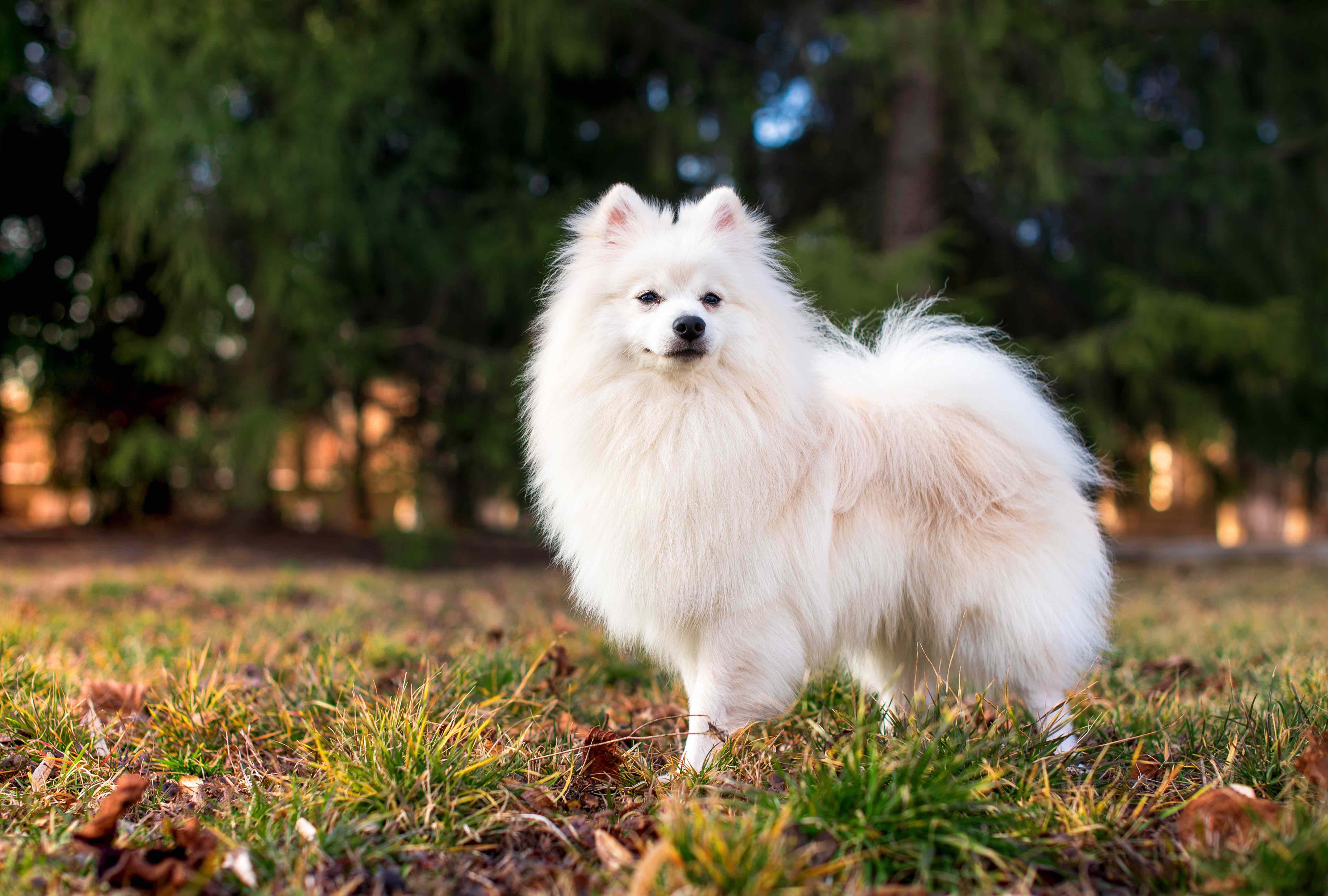 white japanese spitz fluffy dog standing in the woods