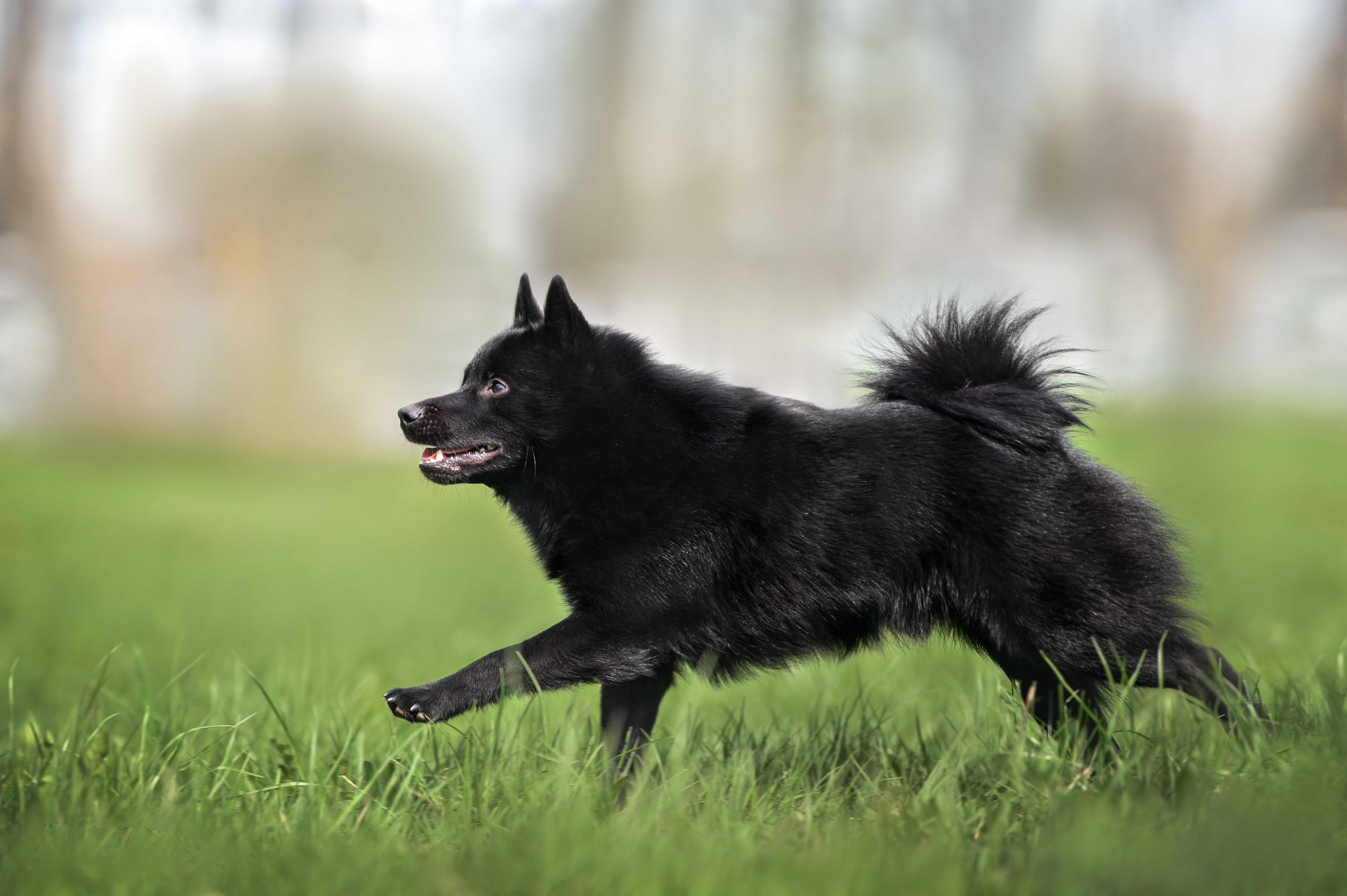 schipperke dog running through grass