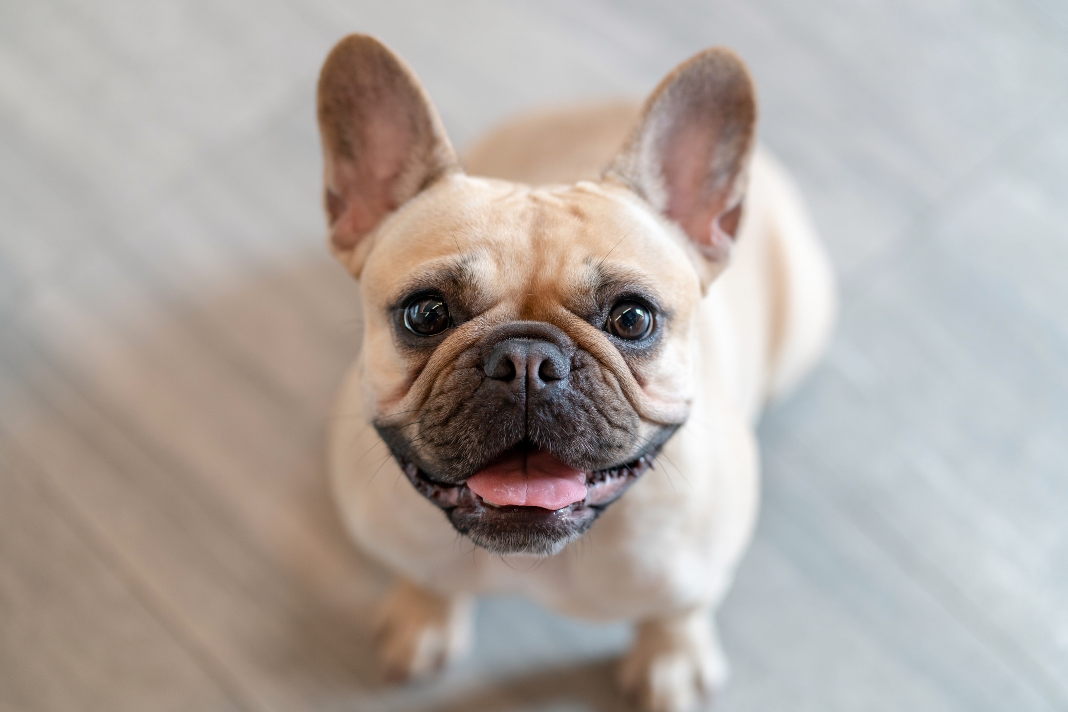 tan french bulldog looking up at the camera and smiling