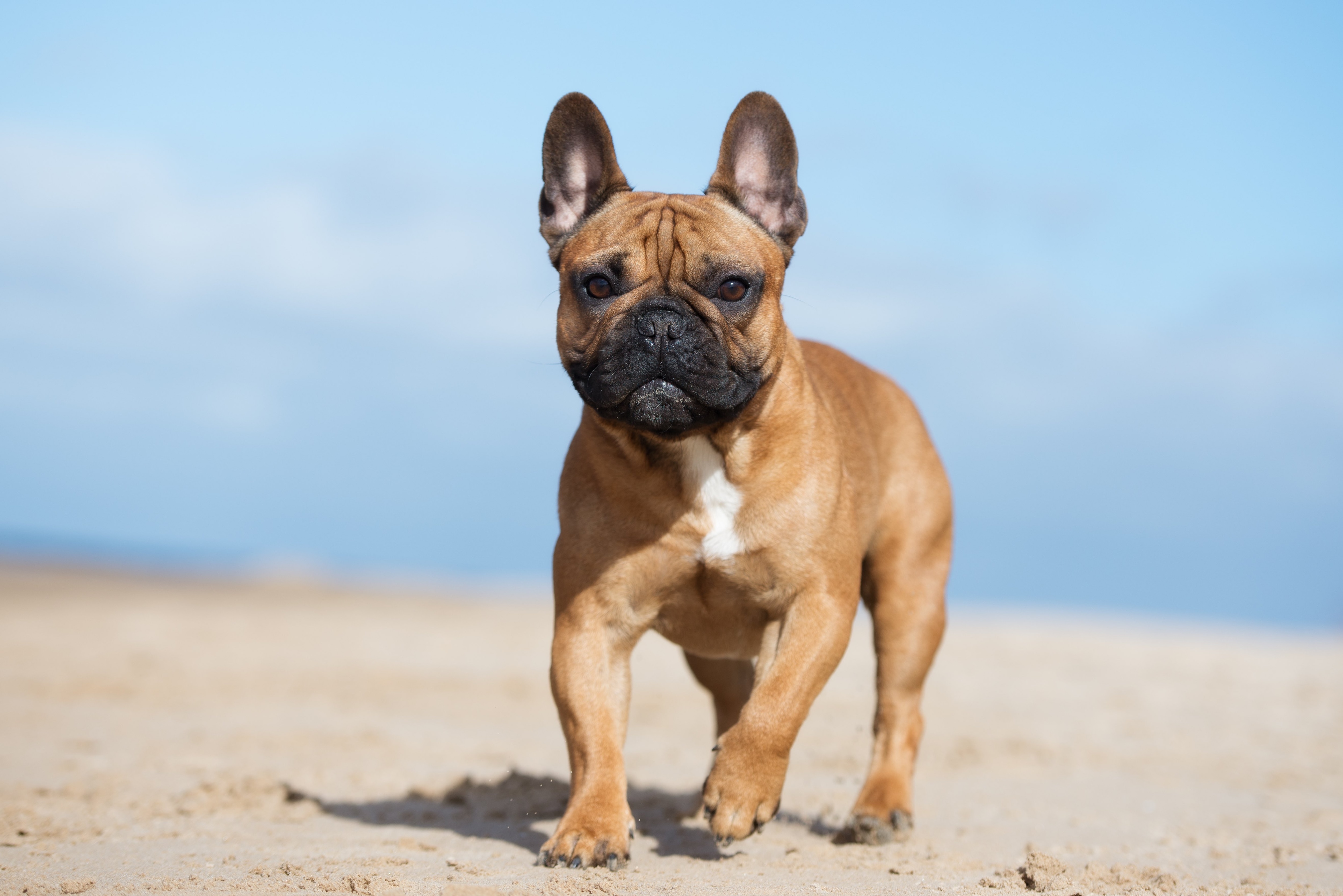 brown french bulldog walking on a sandy beach