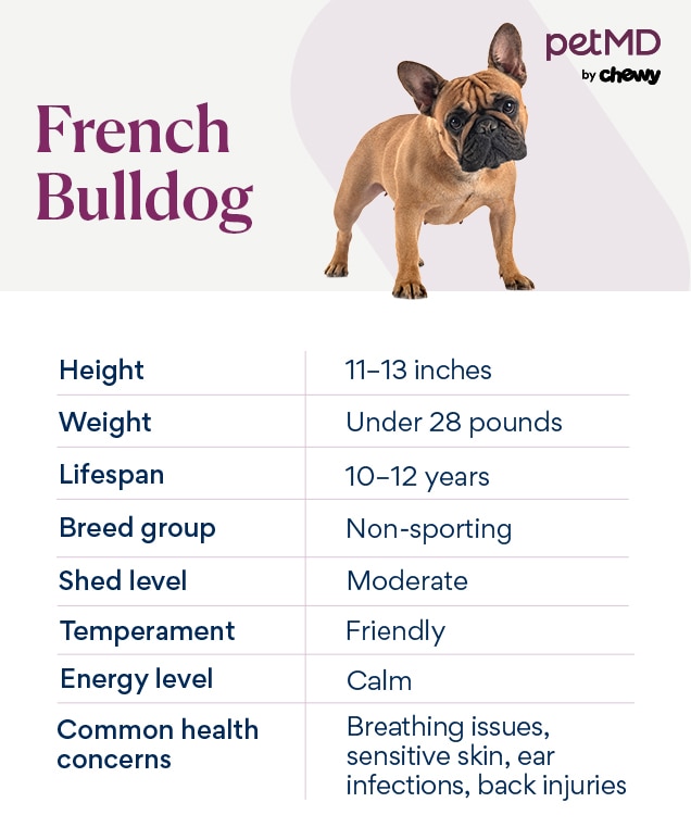 chart depicting french bulldog traits