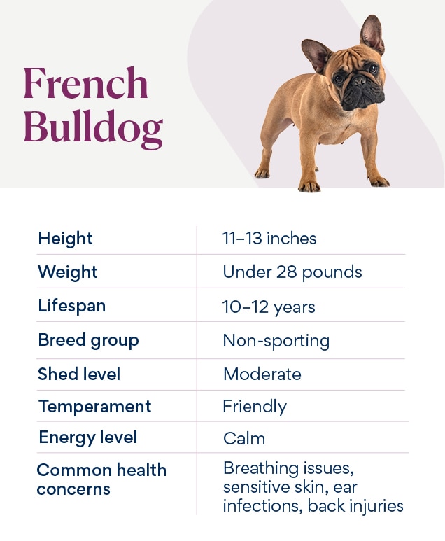 chart depicting french bulldog traits