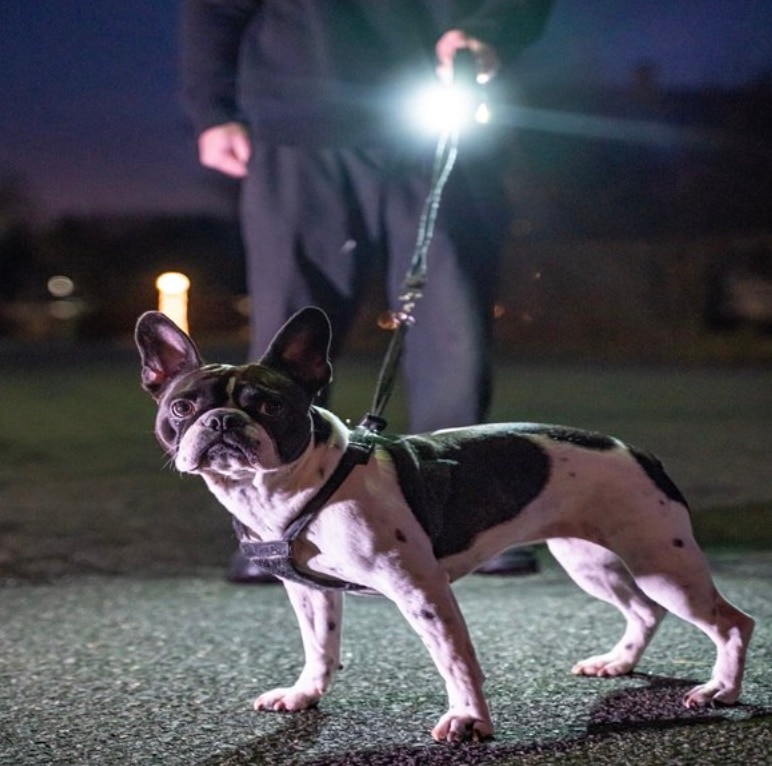 french bulldog walking at night with a light on his leash