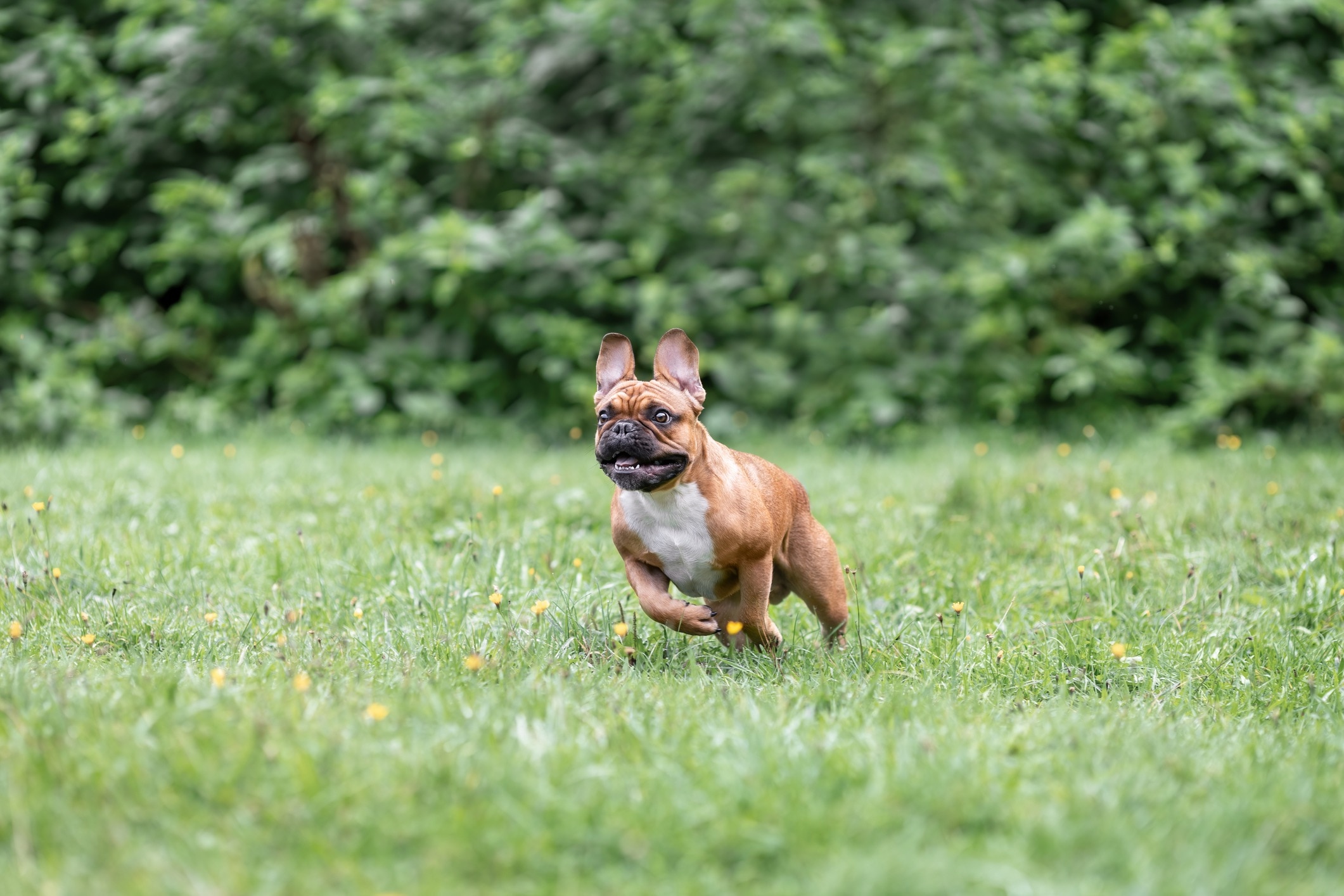 brown and white french bulldog running in a field