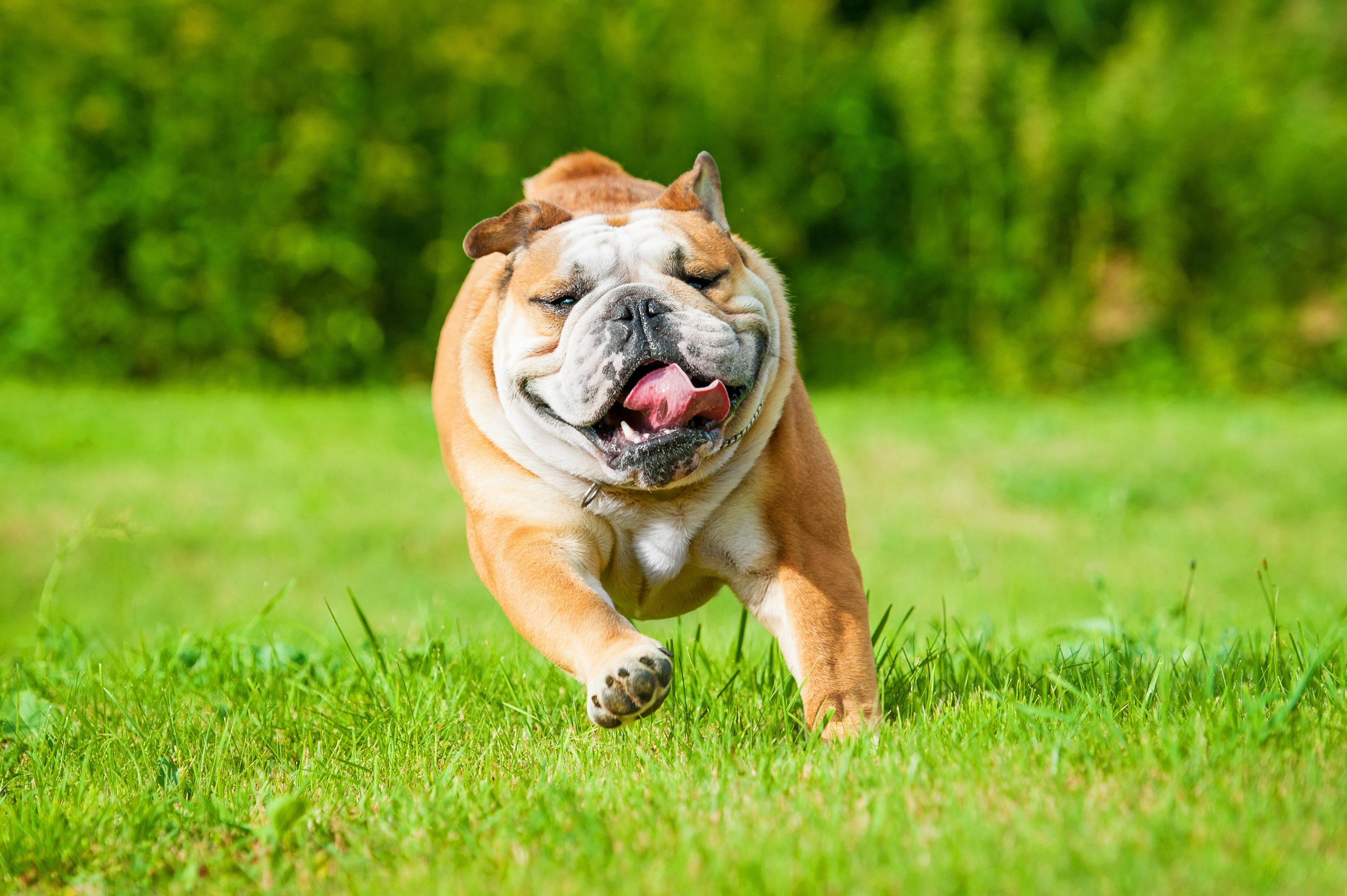 tan and white english bulldog walking through grass