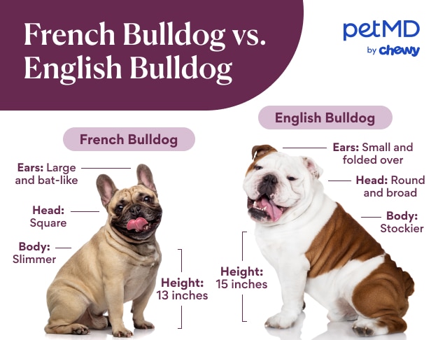 infographic depicting the physical differences between a french and english bulldog