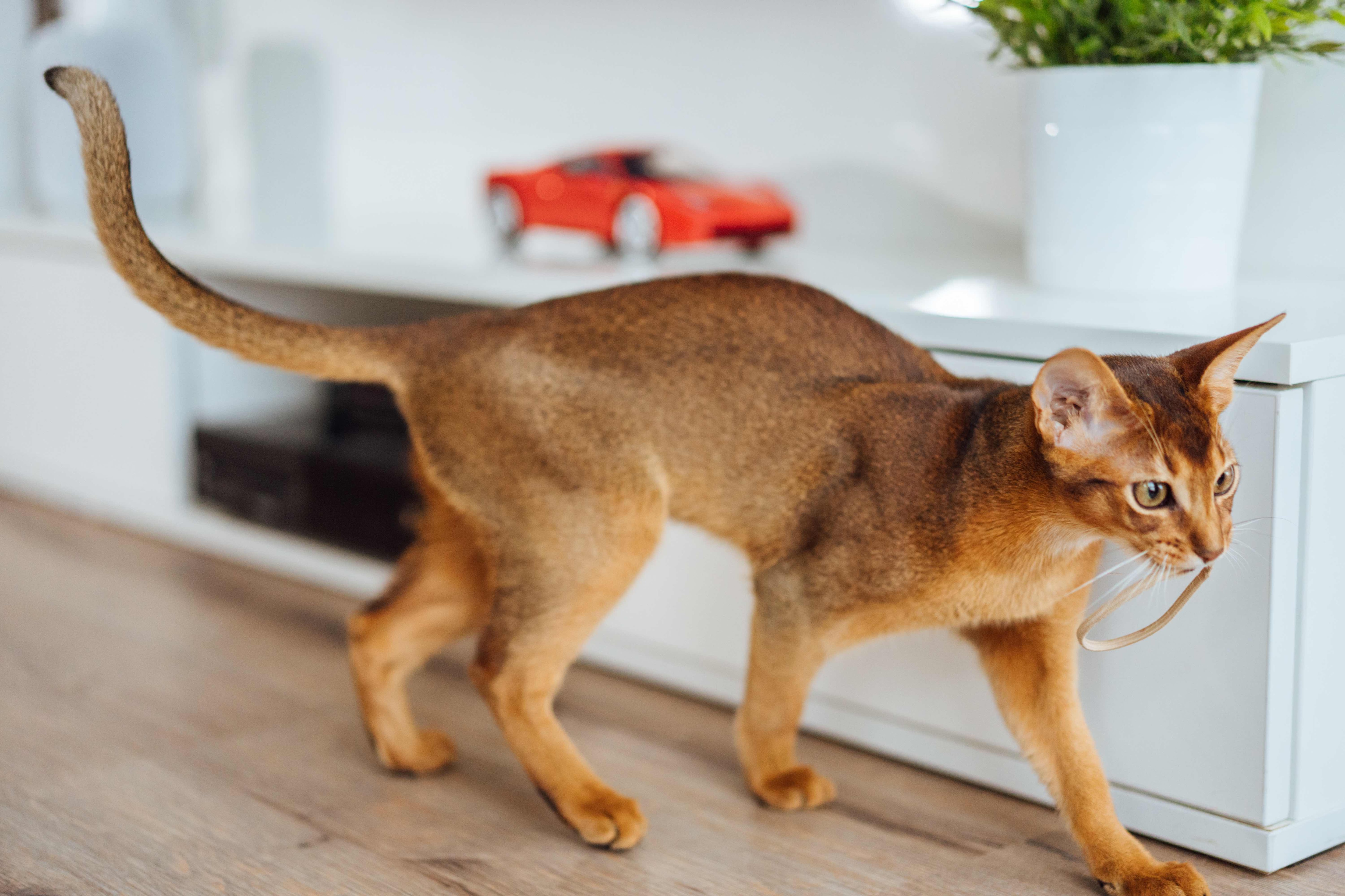 young abyssinian cat playing with a rubber band