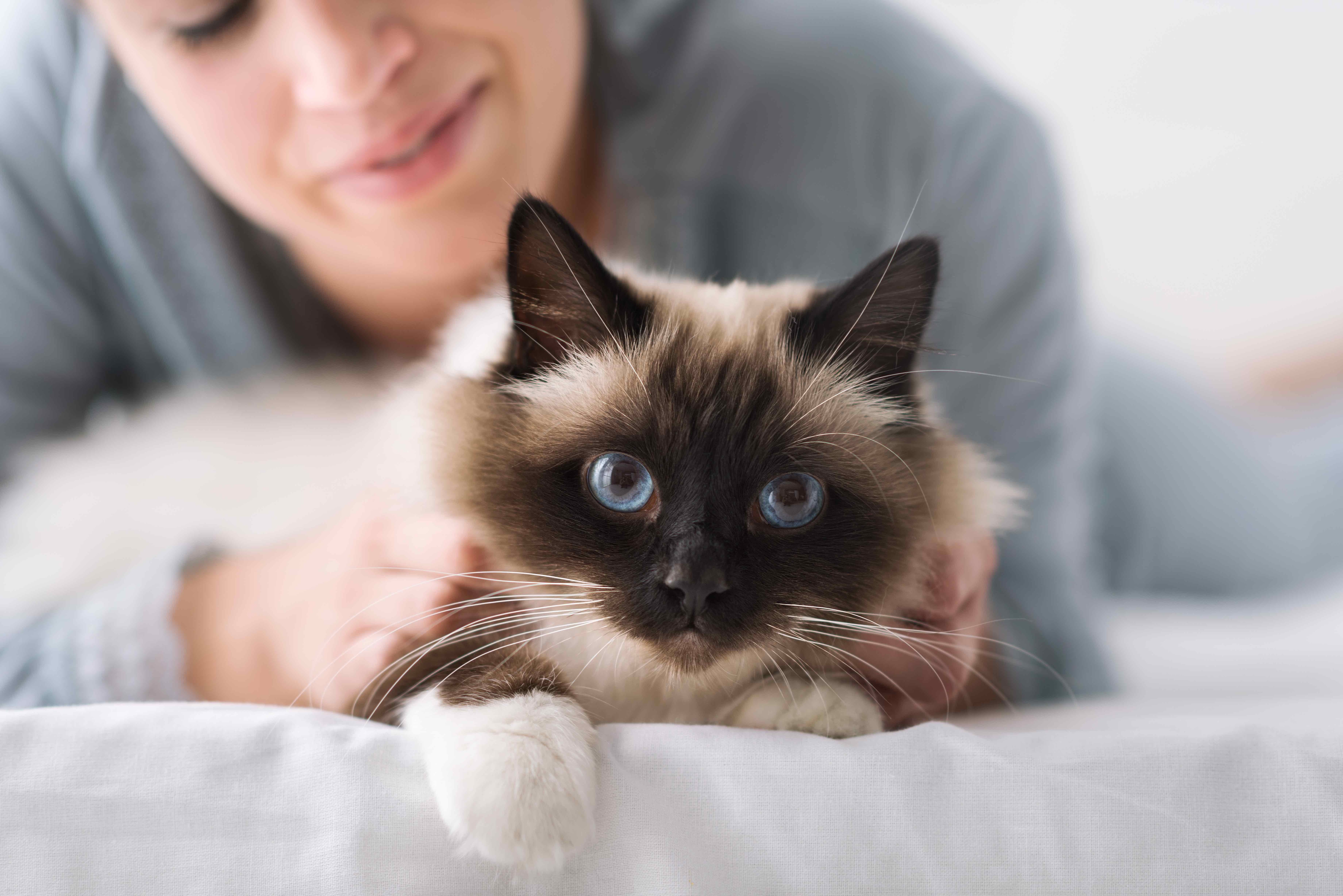 longhair colorpoint cat lying down and being pet by a woman