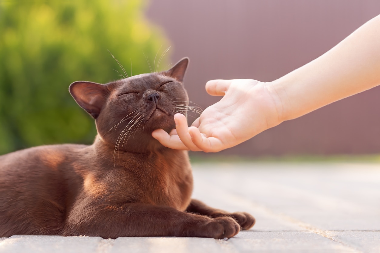 child petting a brown cat's chin