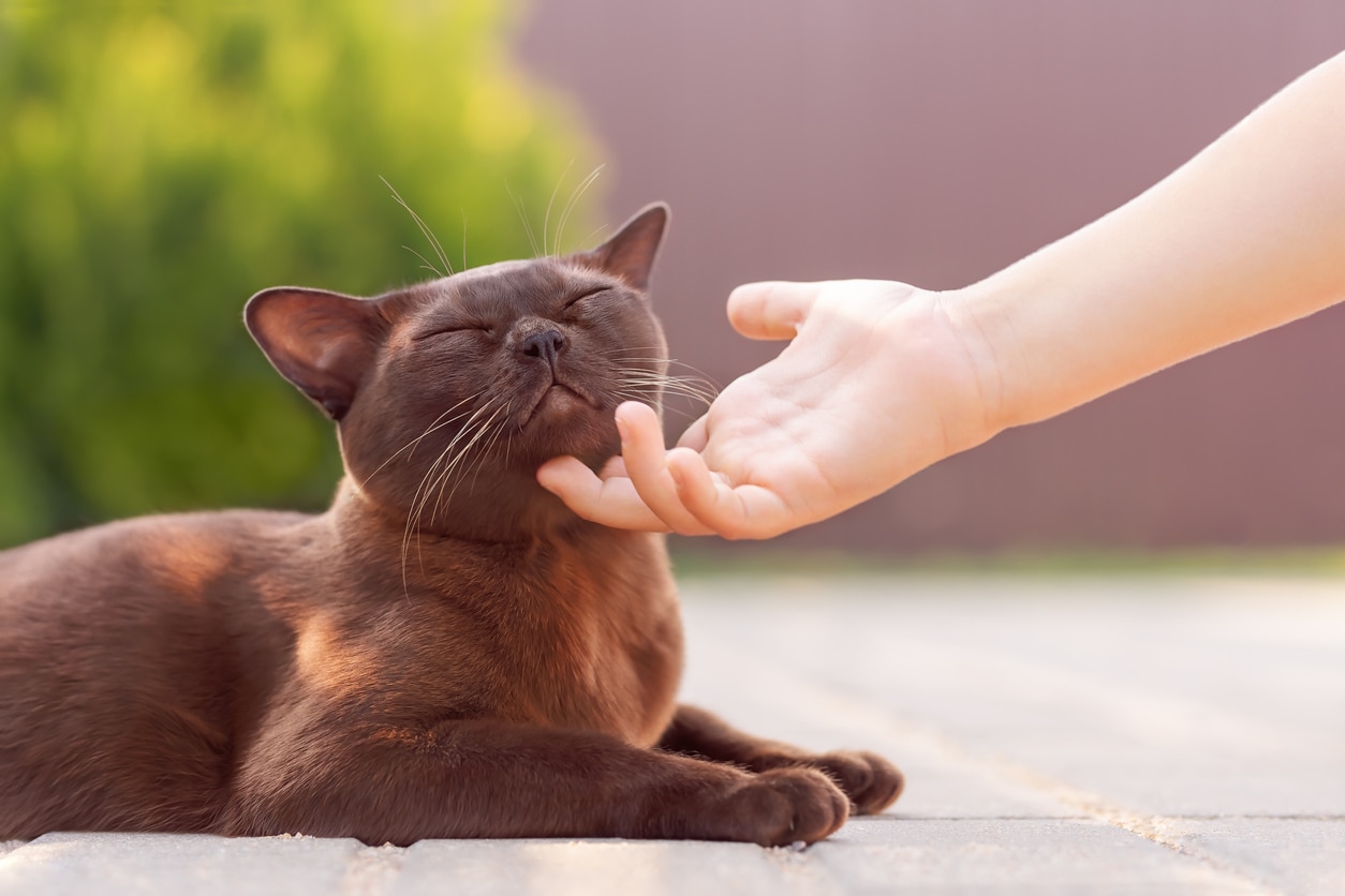 The Friendliest Cat Breeds That Make Great Pets