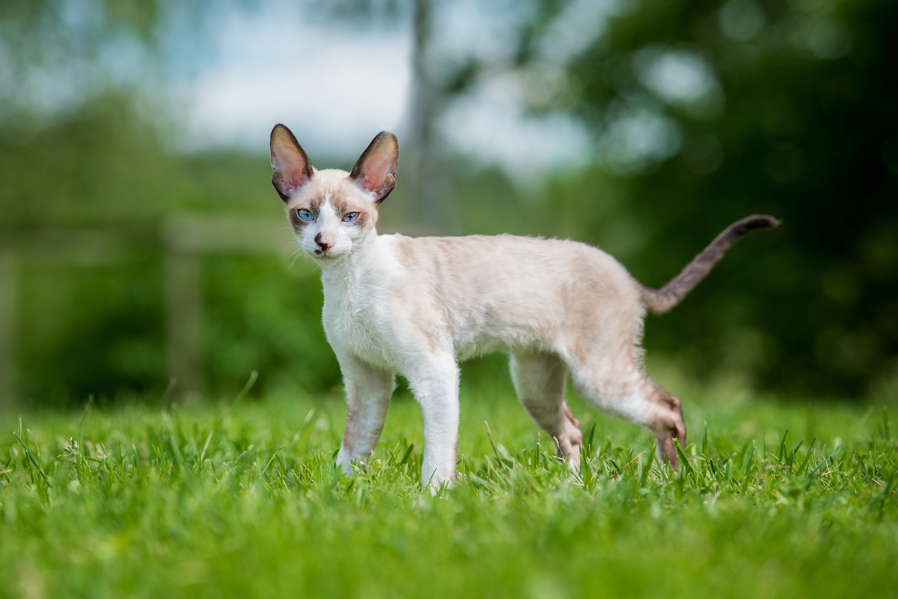 white cornish rex cat standing in grass
